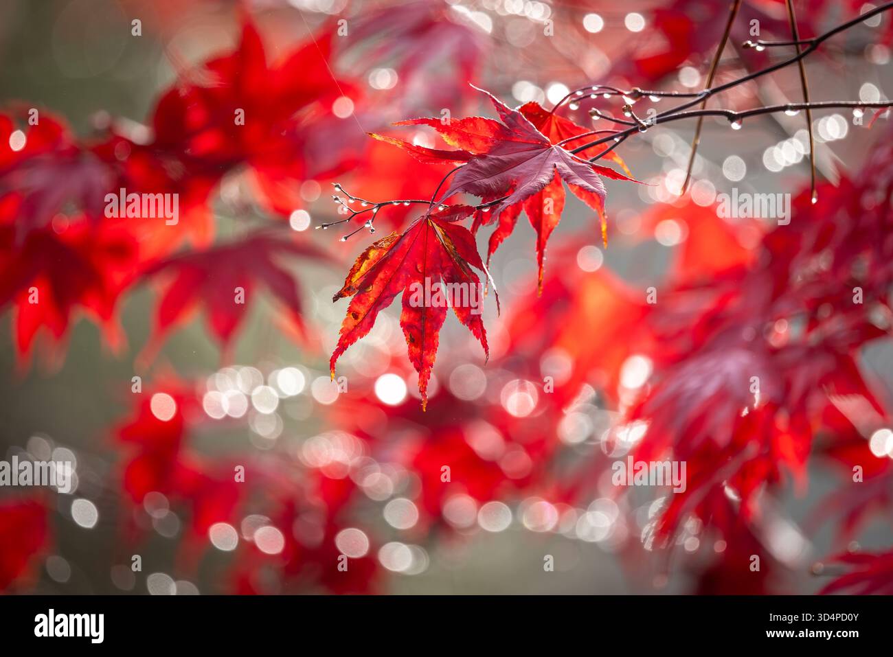 Una vista di foglie d'acero vibranti su un albero, con scintillante sole mattutino Foto Stock