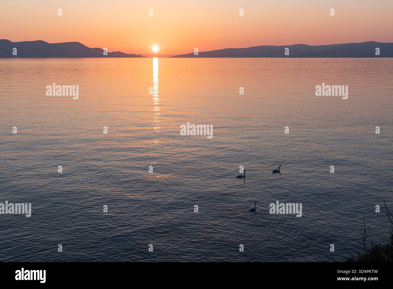 Tre cigni sul mare al tramonto Foto Stock
