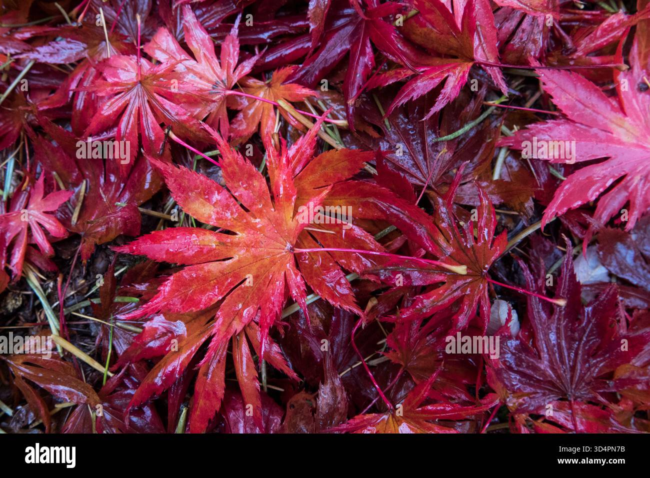 Acer palmatum "Trompenburg" Maple Leaves Fallen Wet Red texture Leaves Autumn Pattern Foto Stock