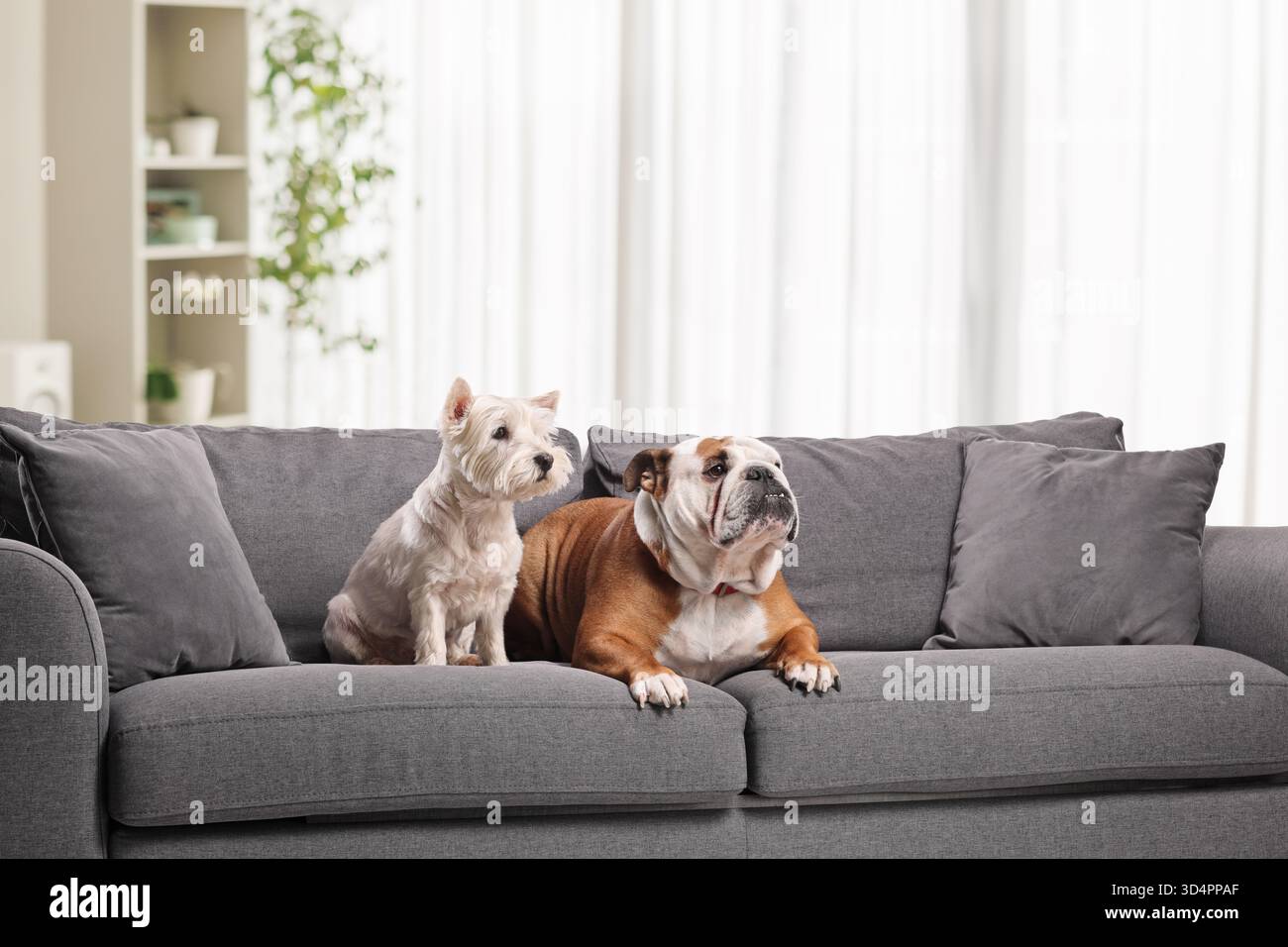 Cani carini seduti su un divano in una camera Foto Stock