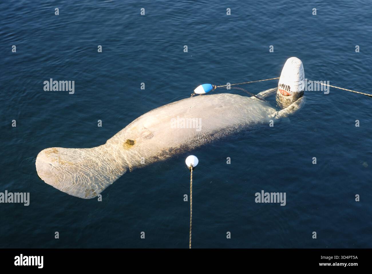 Lamantini delle Indie occidentali (lamantini della Florida) che galleggiano sulla schiena tenendo una boa per nuotare in acque termali calde Foto Stock
