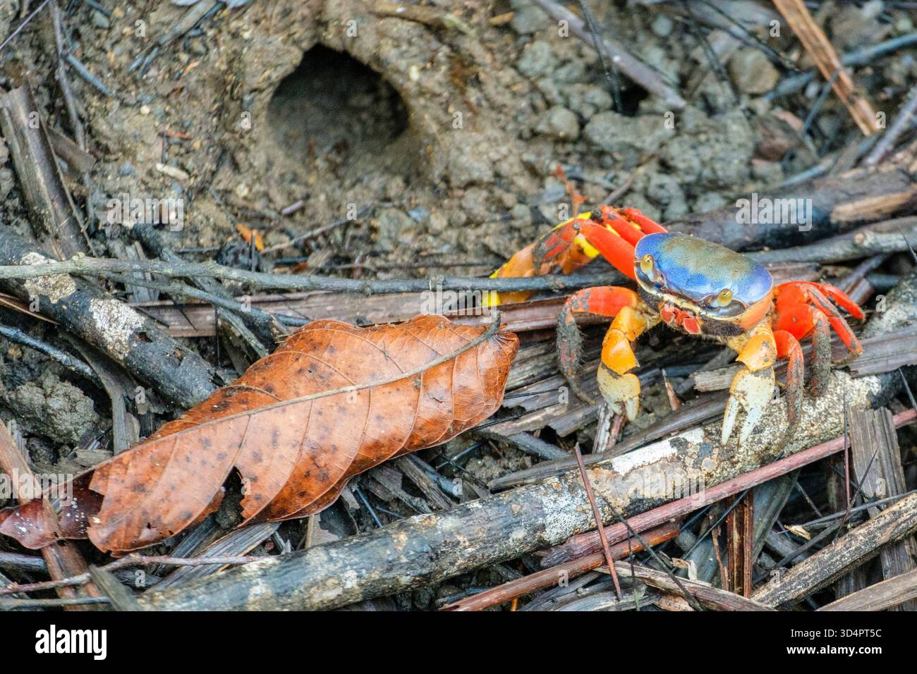 Il granchio e la sua tana nel Parco Nazionale Manuel Antonio, Costa Rica Foto Stock