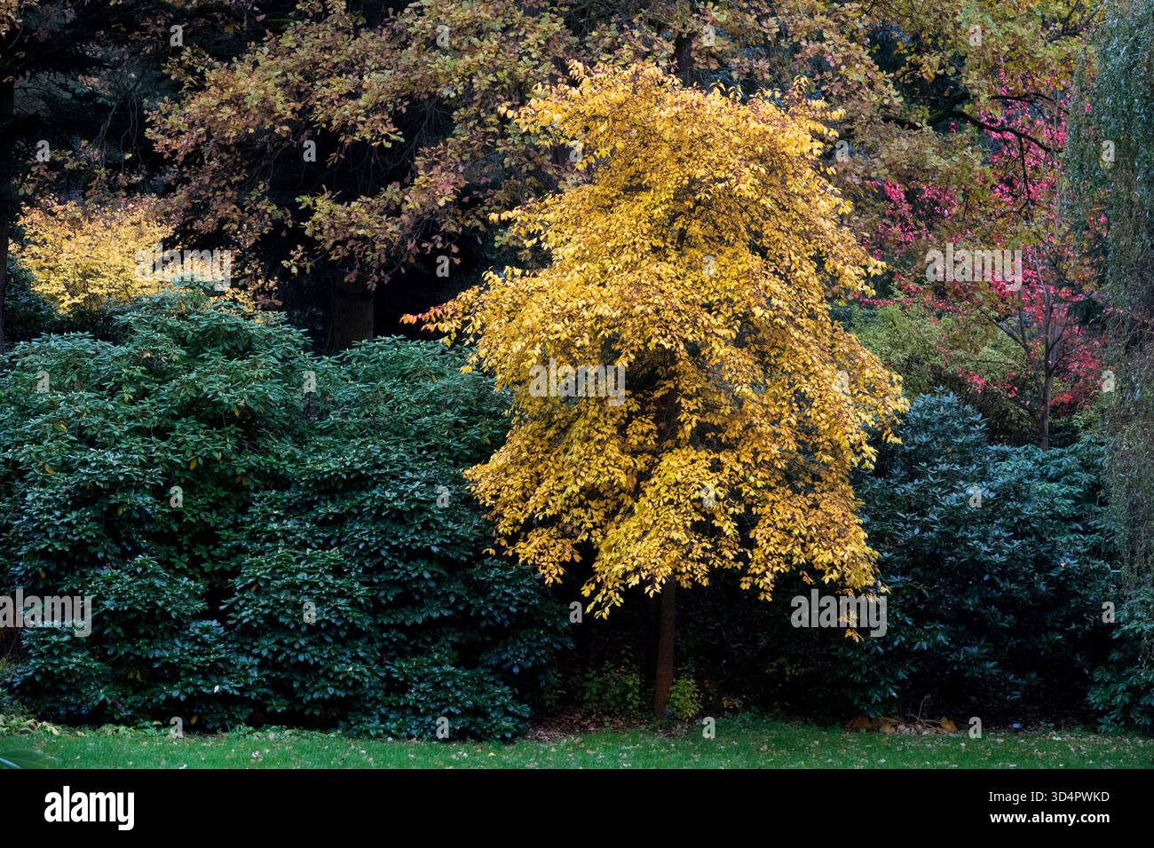 Black Gum Tree Black Tupelo Tree Foto Stock