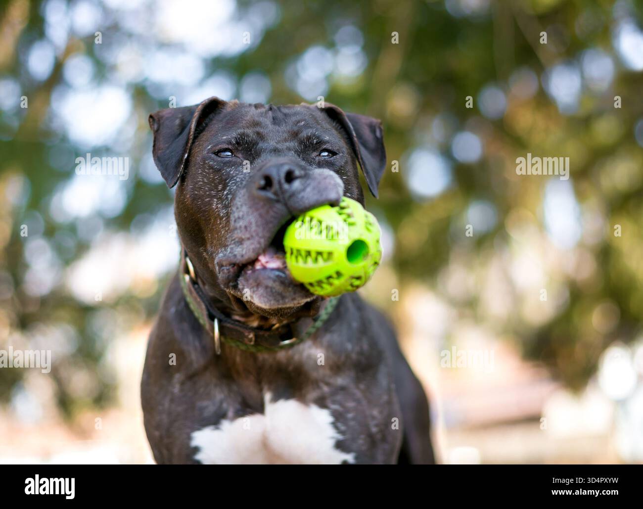 Un anziano cane misto Pit Bull Terrier che tiene una palla in bocca Foto Stock