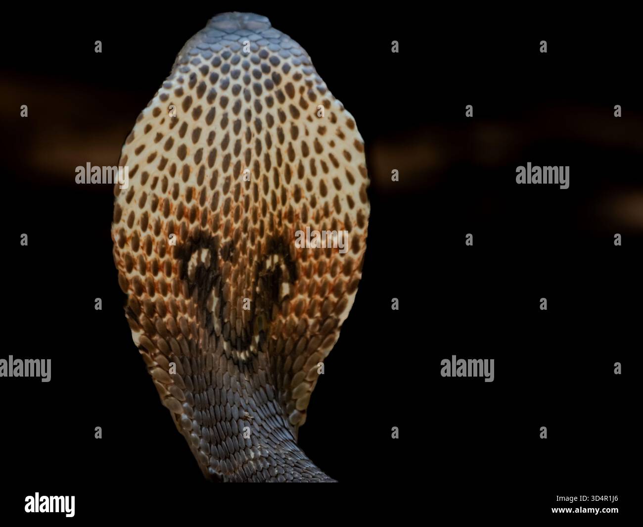 Albino sembra cobra. Di solito non sopravvivono a lungo in natura. Cobra Monocled con la testa sollevata. primo piano della parte posteriore del collo. Foto Stock