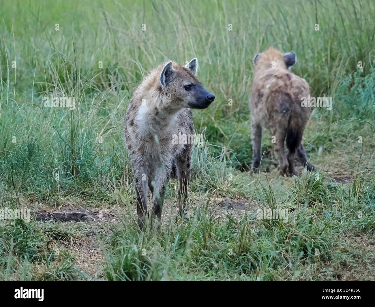 2 madri adulte di iena (Crocuta crocuta) al den di Masai Mara Conservancies, Kenya, Africa Foto Stock