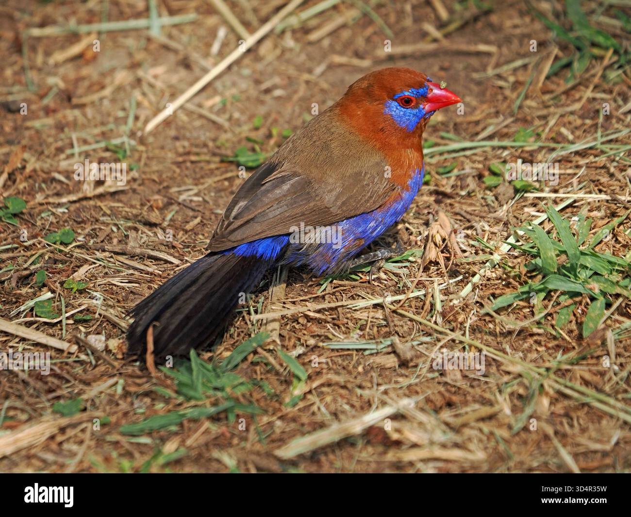 Single maschio Grenadier viola (GRANATINA ianthinogaster) specie comuni di strildid finch che si nutrono di semi d'erba - Masai Mara Conservancy, Kenya, Africa Foto Stock