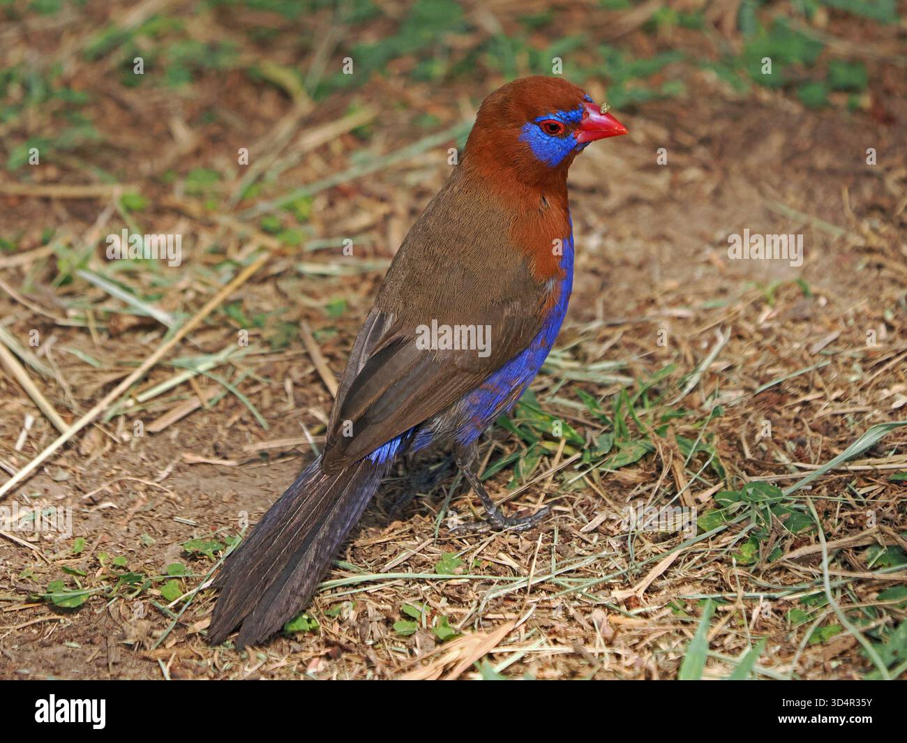 Single maschio Grenadier viola (GRANATINA ianthinogaster) specie comuni di strildid finch che si nutrono di semi d'erba - Masai Mara Conservancy, Kenya, Africa Foto Stock
