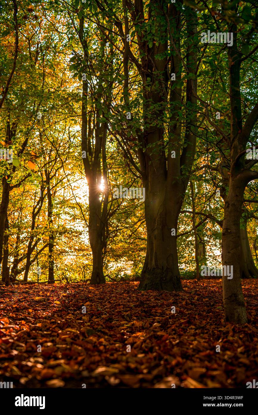 La luce del sole d'autunno dorata filtra tra gli alberi della foresta Foto Stock