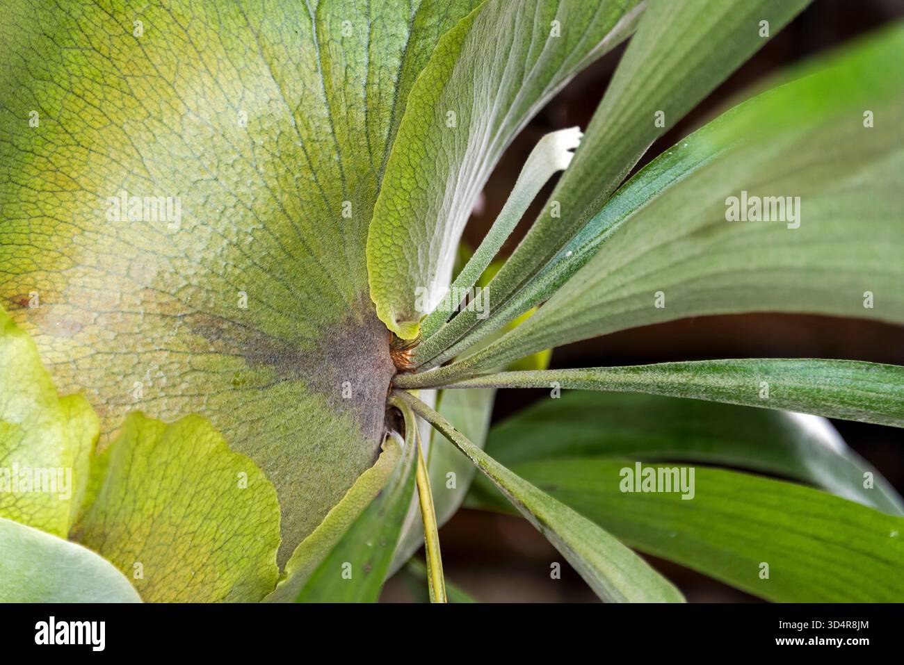 Dettaglio felce Staghorn. Città del Messico, Messico Foto Stock