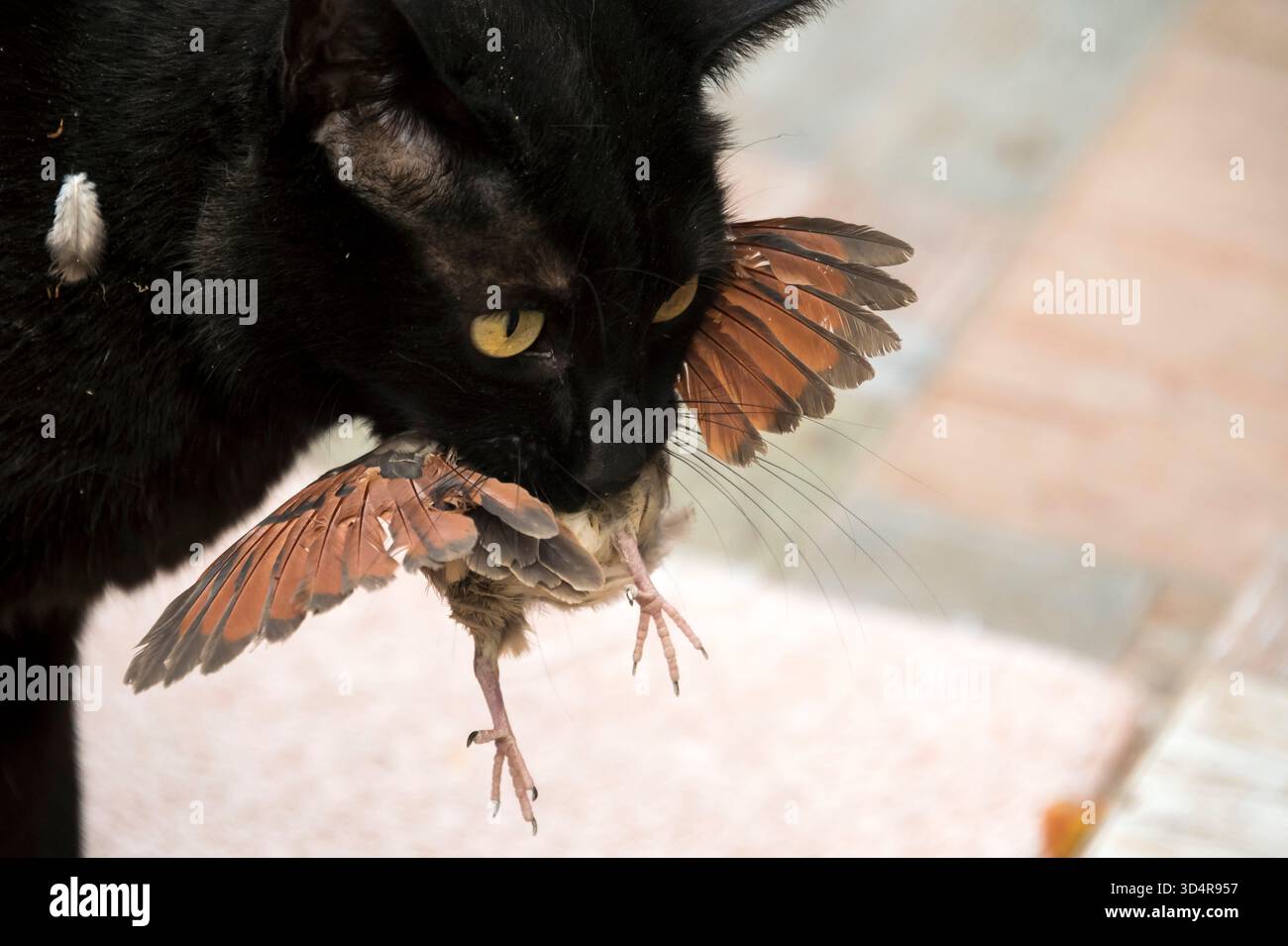 Raúl, il gatto nero da caccia e la sua preda: Un uccellino Foto Stock