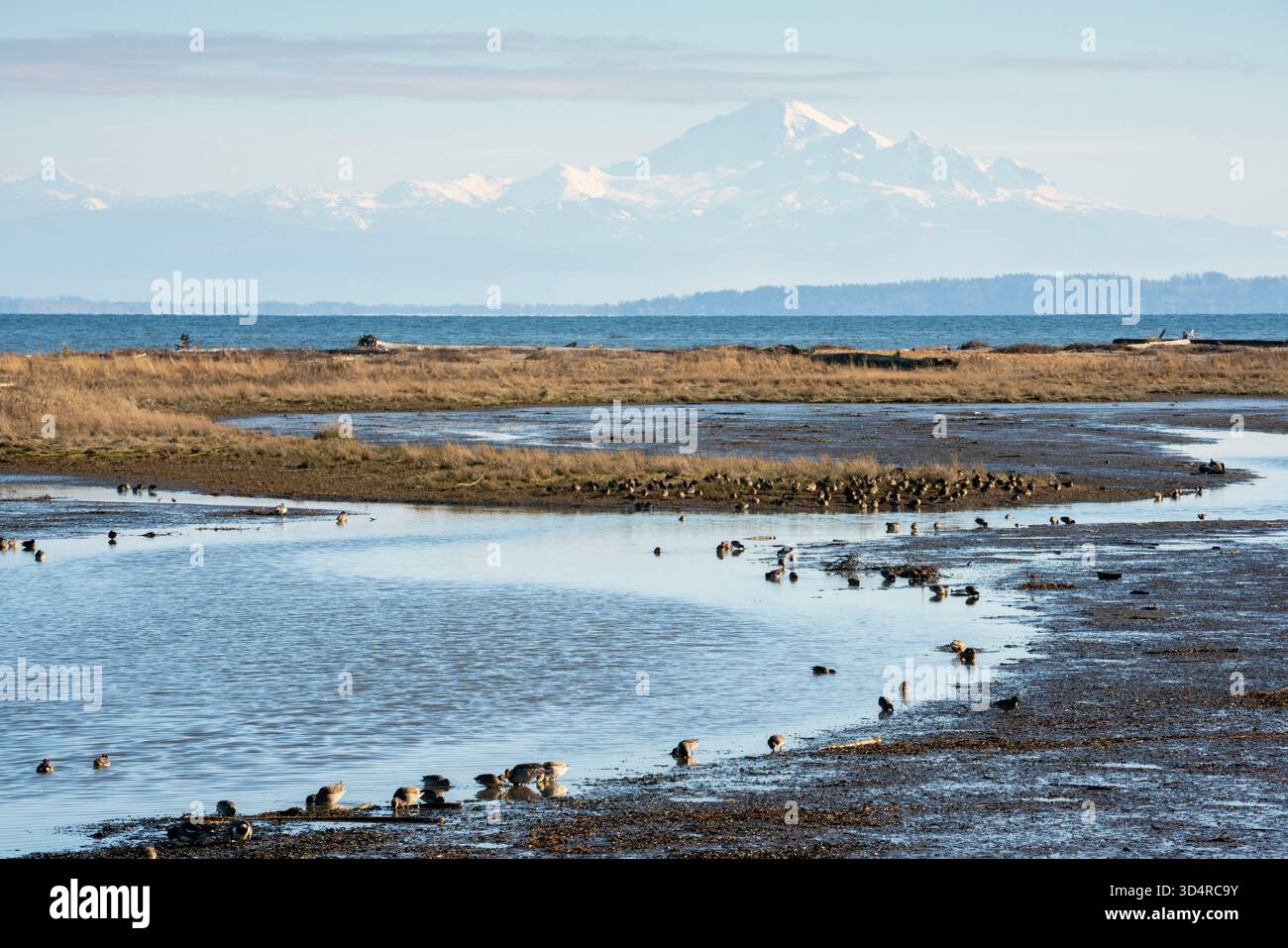 Mud Flats e Shore Birds Centennial Beach. Distese di fango durante la bassa marea lungo la costa di Centennial Beach nel Delta, British Columbia, Canada. Foto Stock