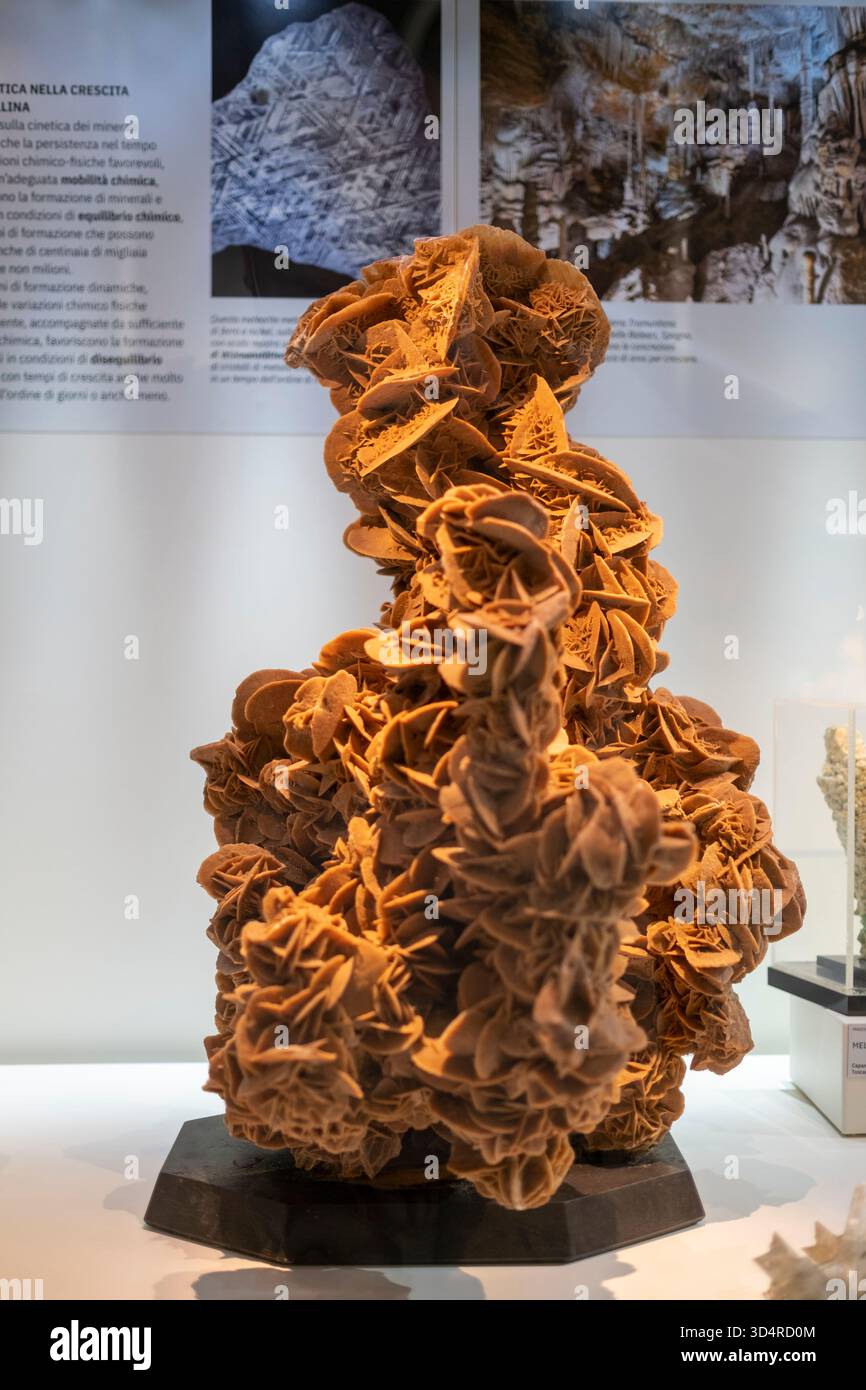 Un incredibile e intricato primo piano verticale di una grande formazione di cristallo Desert Rose, un tipo di minerale di gesso, esposto su uno stand nero in un museo o. Foto Stock