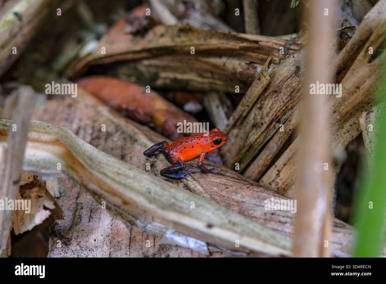 Tortuguero, Costa Rica - 30 ottobre 2025: Rana veleno di fragole o rana veleno di jeans blu nel Parco nazionale di Tortuguero in Costa Rica. Foto Stock