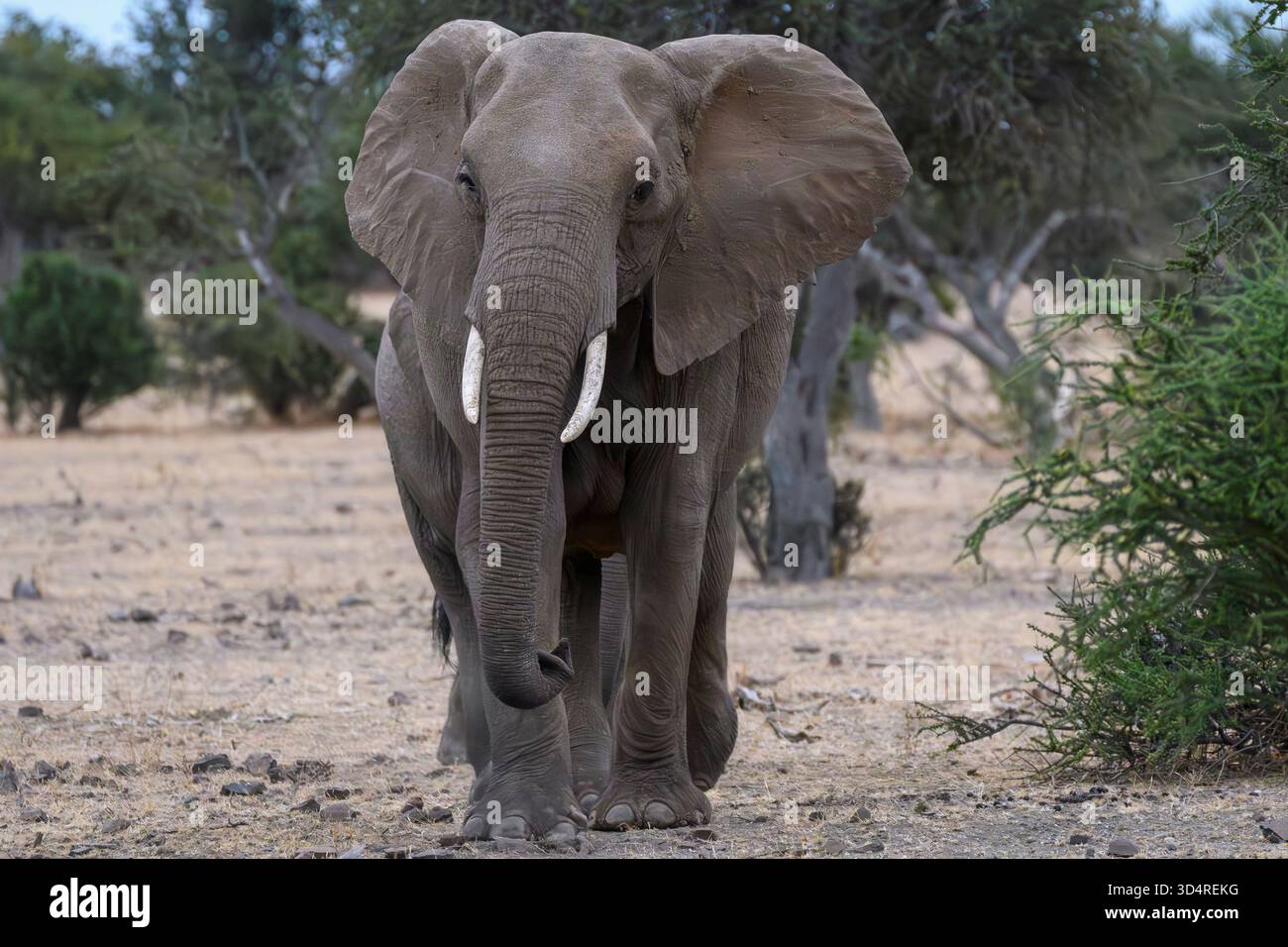 African Bush Elephant, Loxodonta africana, Leading the Herd, Mashatu Game Reserve, Botswana Foto Stock