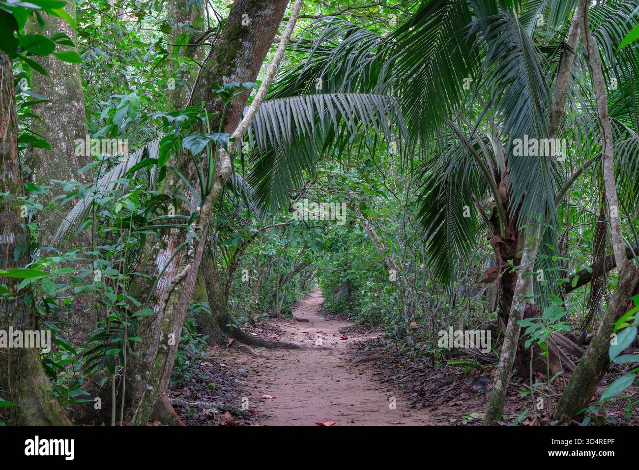 Cahuita, Costa Rica - 3 novembre 2025: Vista di un sentiero all'interno della foresta pluviale nel Parco Nazionale di Cahuita in Costa Rica. Foto Stock
