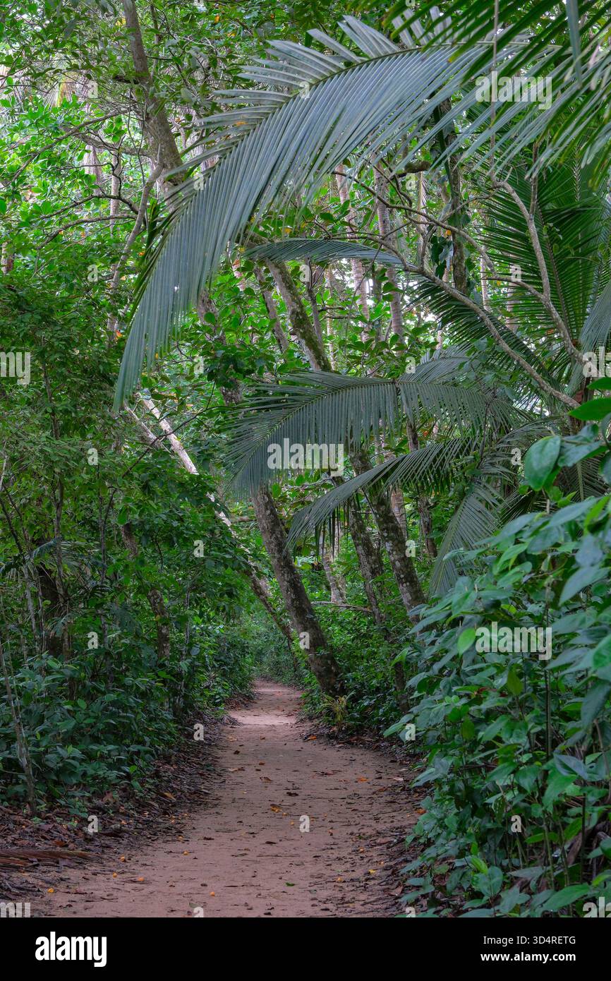 Cahuita, Costa Rica - 3 novembre 2025: Vista di un sentiero all'interno della foresta pluviale nel Parco Nazionale di Cahuita in Costa Rica. Foto Stock