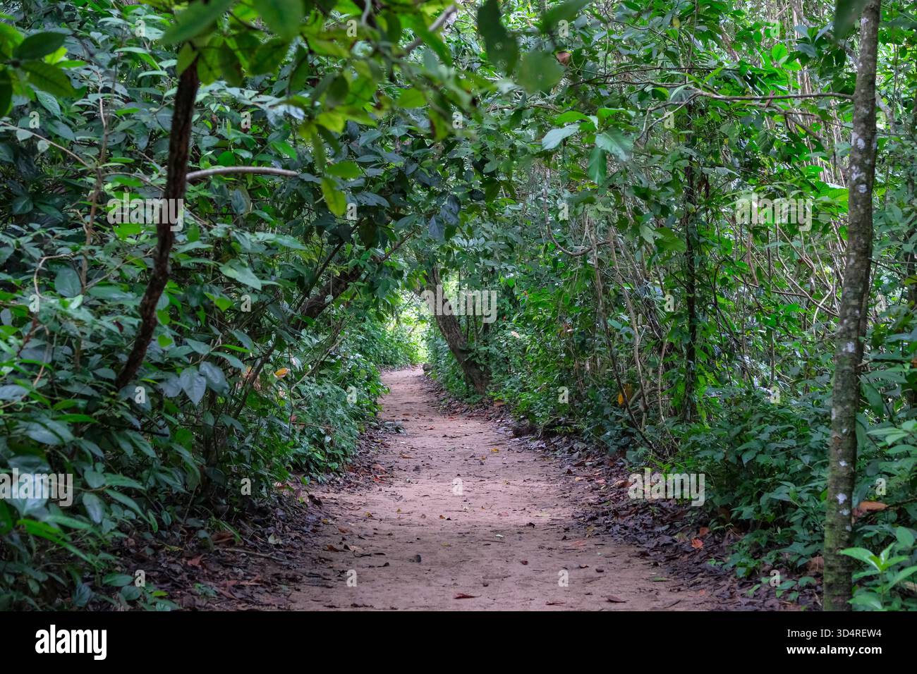 Cahuita, Costa Rica - 3 novembre 2025: Vista di un sentiero all'interno della foresta pluviale nel Parco Nazionale di Cahuita in Costa Rica. Foto Stock