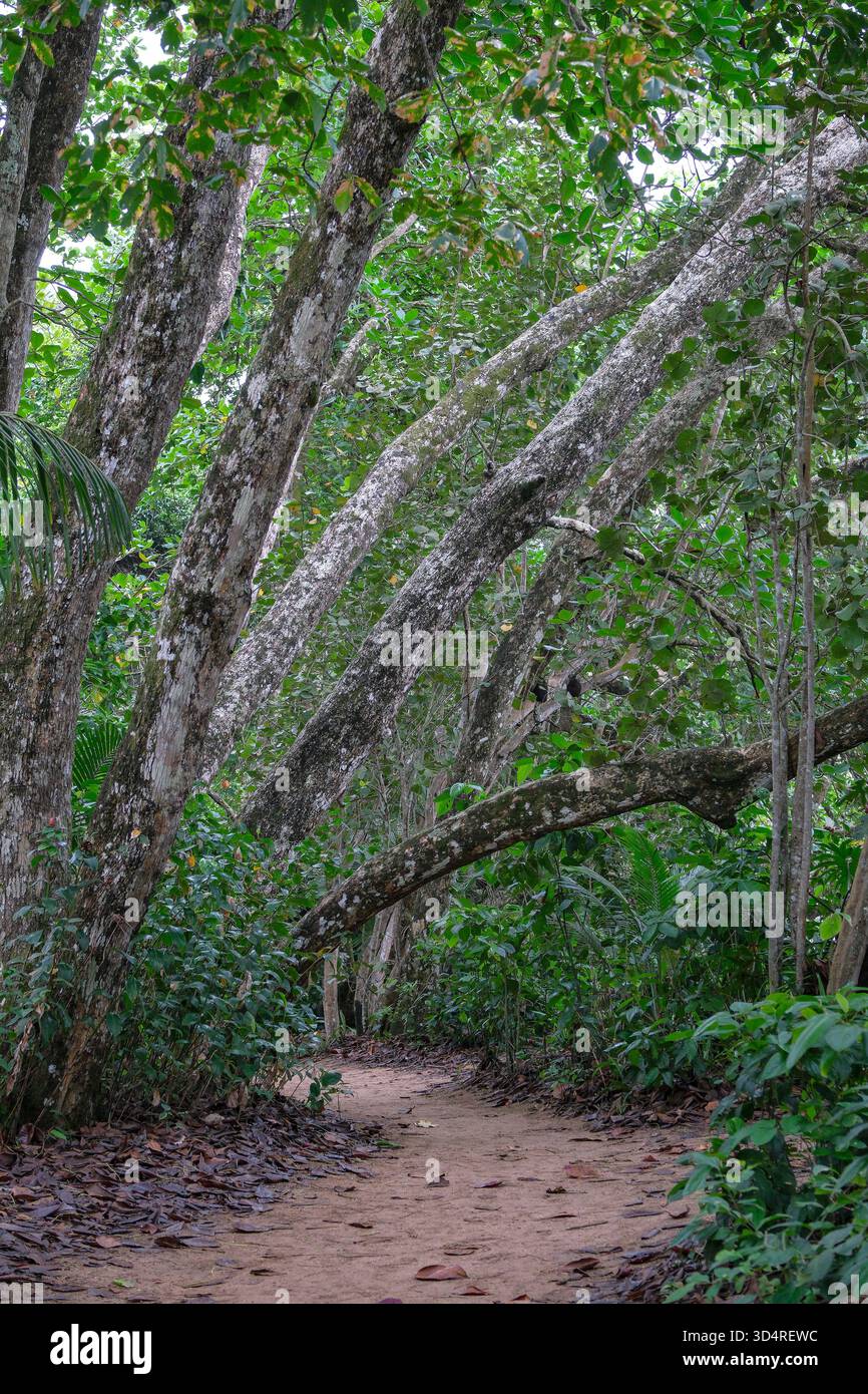 Cahuita, Costa Rica - 3 novembre 2025: Vista di un sentiero all'interno della foresta pluviale nel Parco Nazionale di Cahuita in Costa Rica. Foto Stock