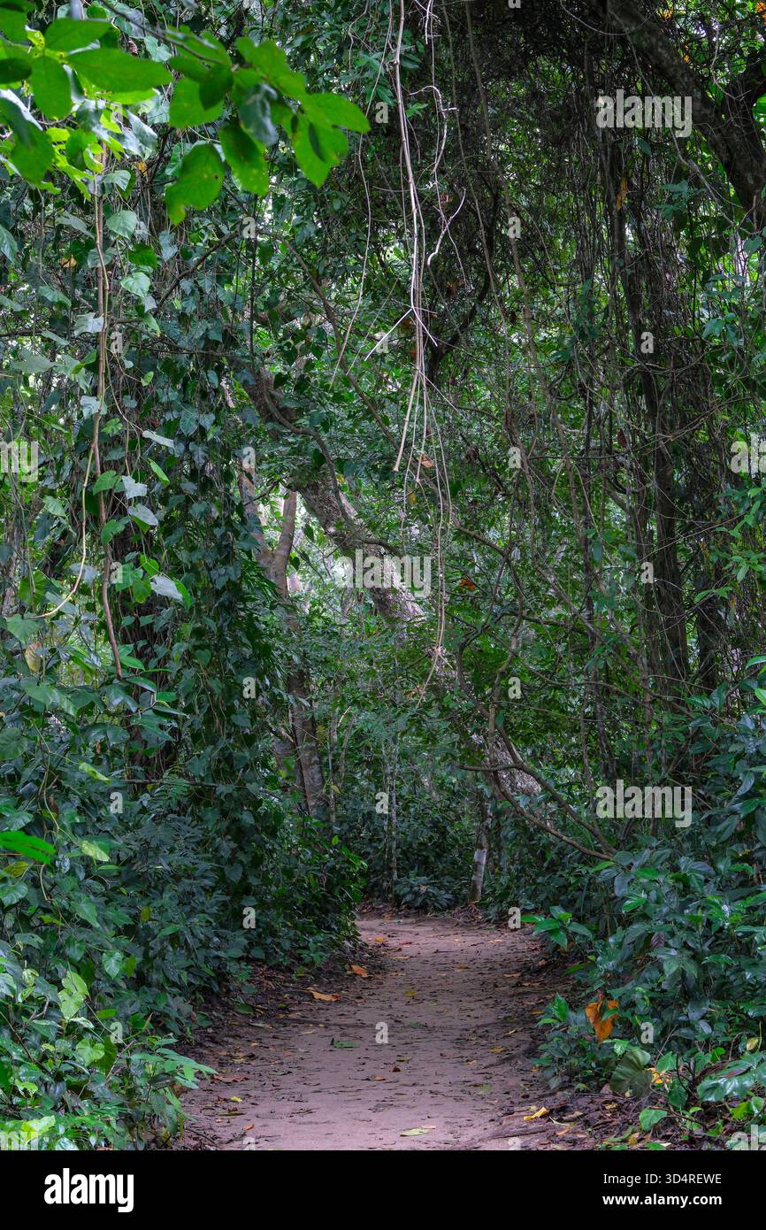 Cahuita, Costa Rica - 3 novembre 2025: Vista di un sentiero all'interno della foresta pluviale nel Parco Nazionale di Cahuita in Costa Rica. Foto Stock