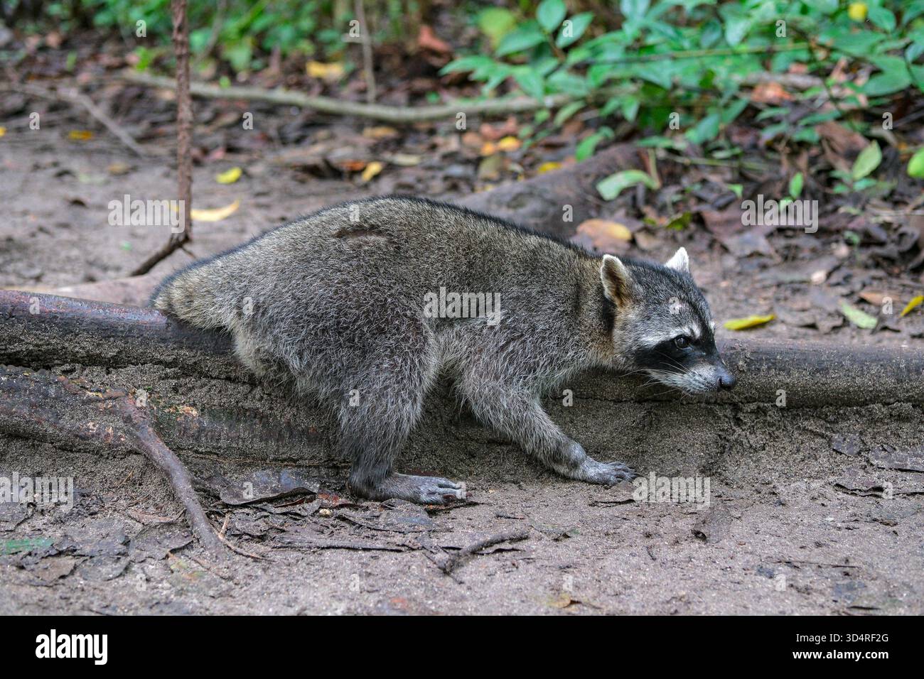 Cahuita, Costa Rica - 3 novembre 2025: Un procione nel Parco Nazionale di Cahuita in Costa Rica. Foto Stock