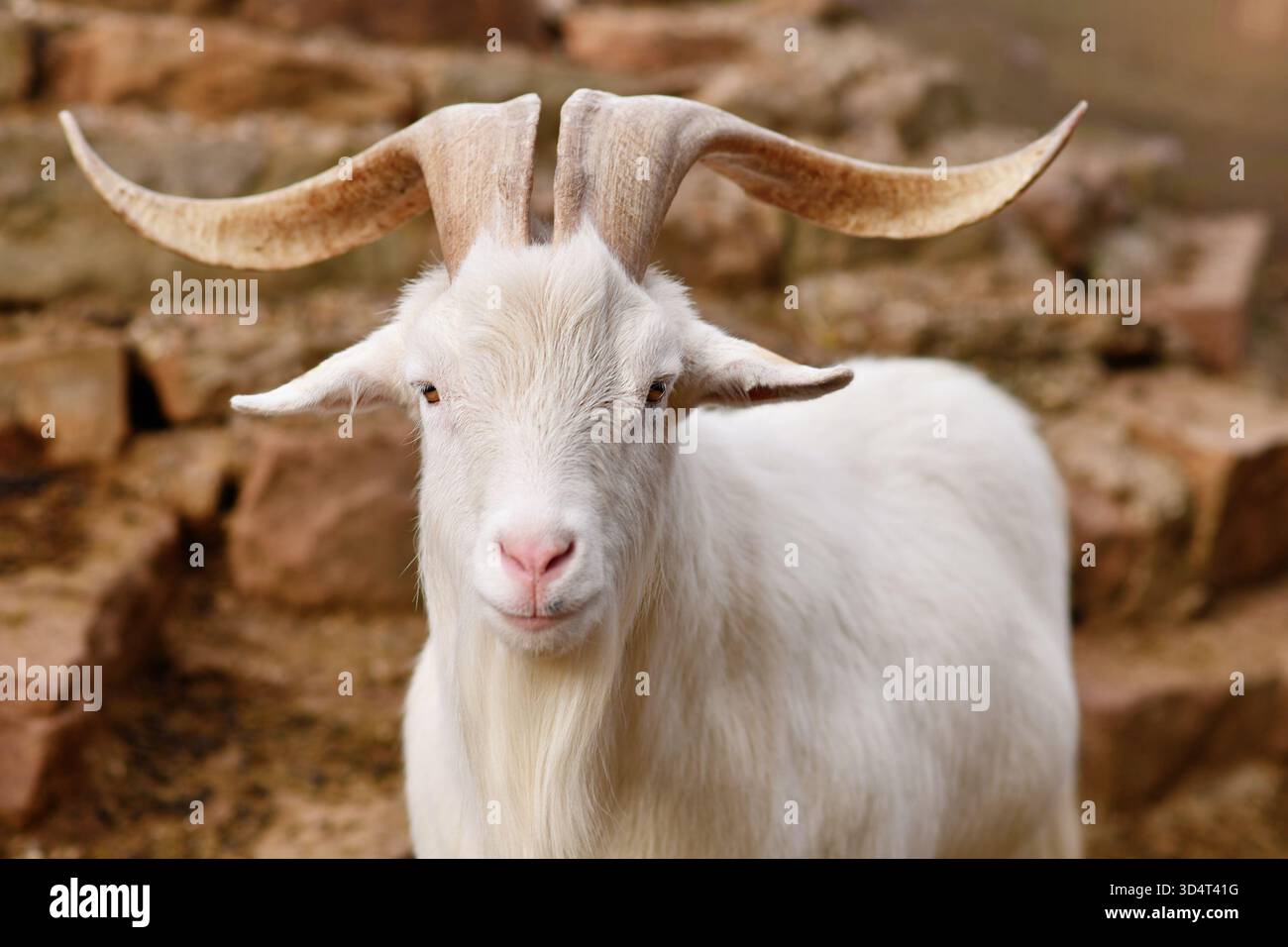 Capra domestica bianca con barba e corna grandi Foto Stock