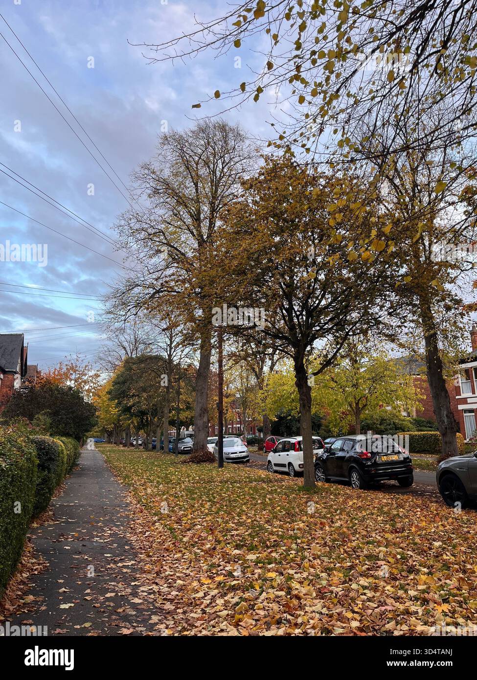 Una tranquilla strada residenziale a Hull ricoperta di foglie d'autunno dorate, costeggiata da alberi e auto parcheggiate sotto un cielo sereno. - Immagine stock catturata con smartphone