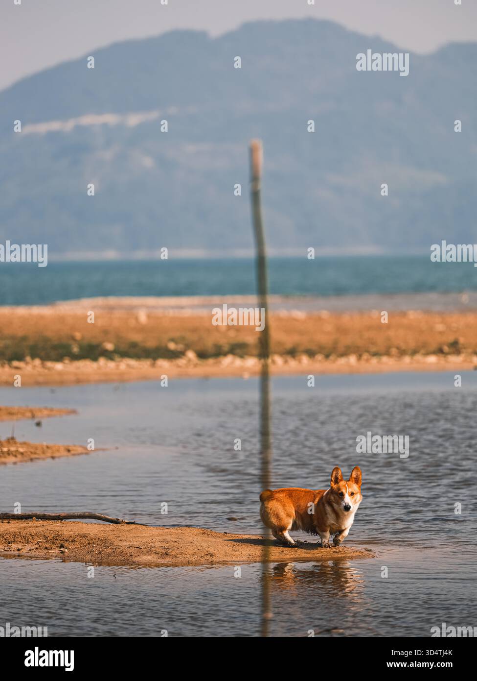 Cani che giocano all'aperto Foto Stock