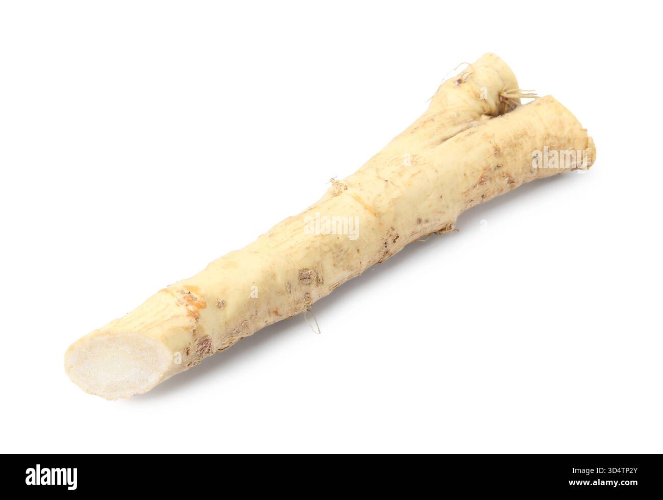 Una radice di rafano fresca isolata su bianco Foto Stock