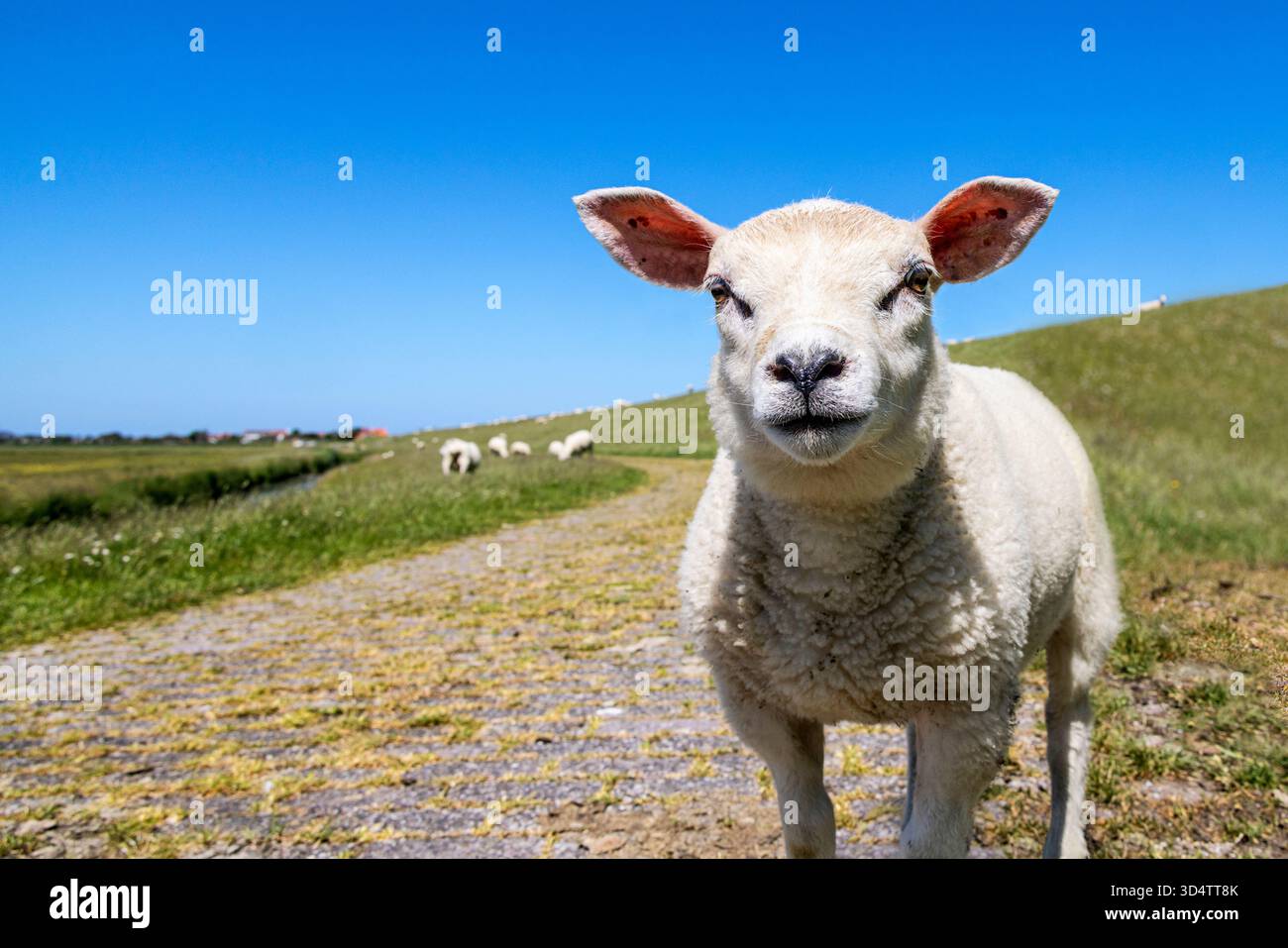 Un agnello testardo curioso in piedi che guarda su una diga di argine sull'isola di Terschelling, morbide pecore bianche e pelliccia riccia Foto Stock