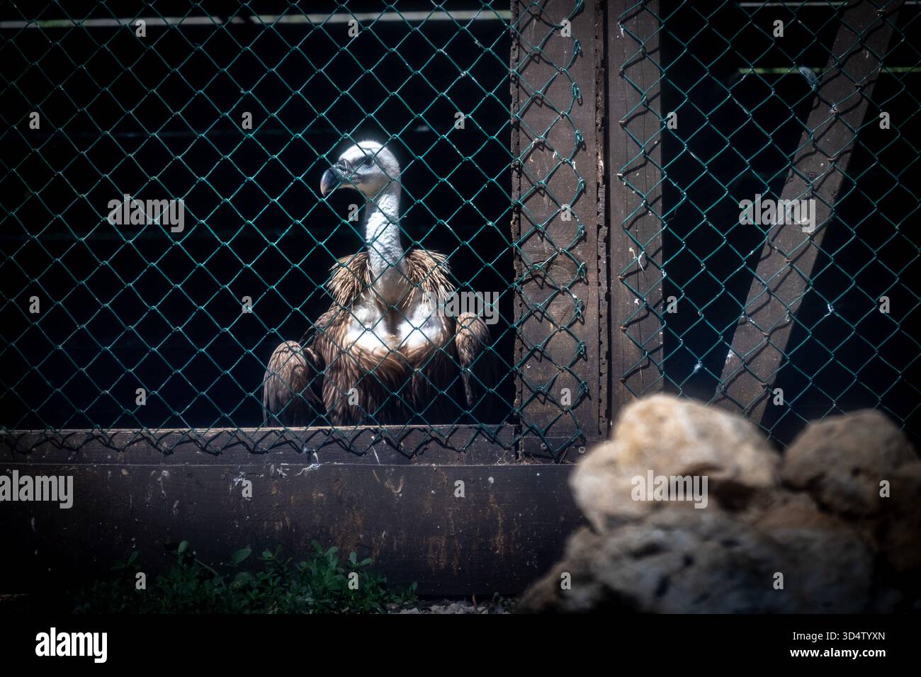 L'avvoltoio griffon ferito e in pericolo è chiuso in una gabbia durante il suo recupero nella città di Beli, situata sull'isola di Cherso, in Croazia Foto Stock