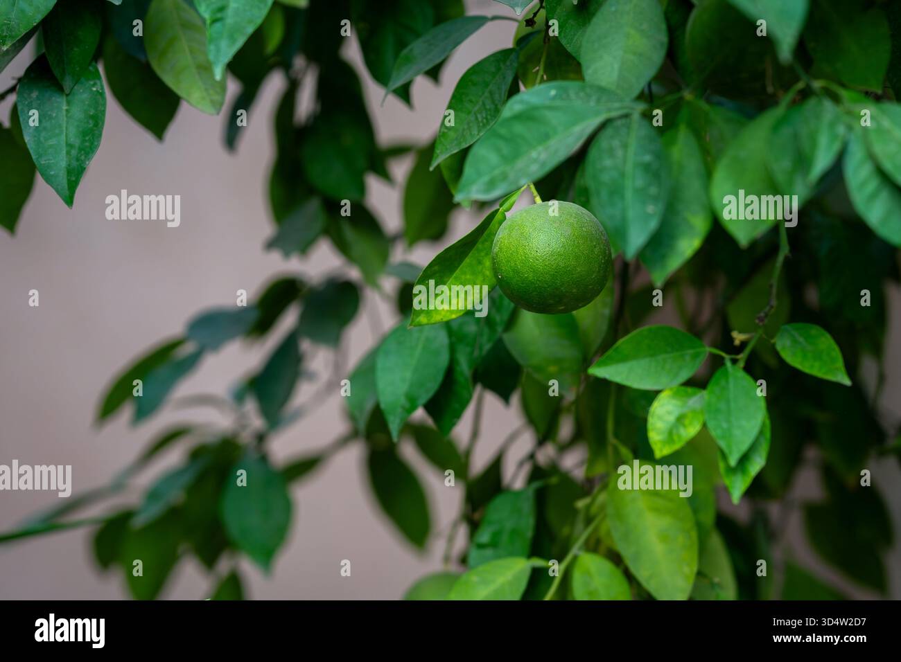 Agrumi verdi non maturi appesi all'albero. Sfondo albero verde. Arance vergini e non mature appese su un ramo in un riad del palazzo Bahia. Foto Stock