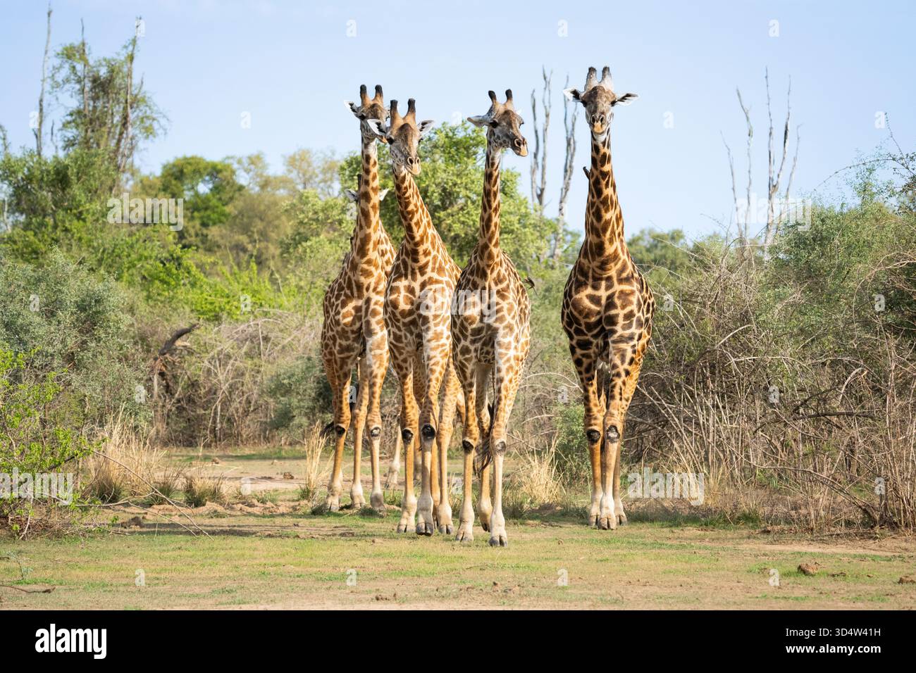 Quattro giraffe (Giraffa camelopardalis) che camminano verso la macchina fotografica. Escono dal Bush africano. South Lunagwa National Park, Zambia, Africa Foto Stock