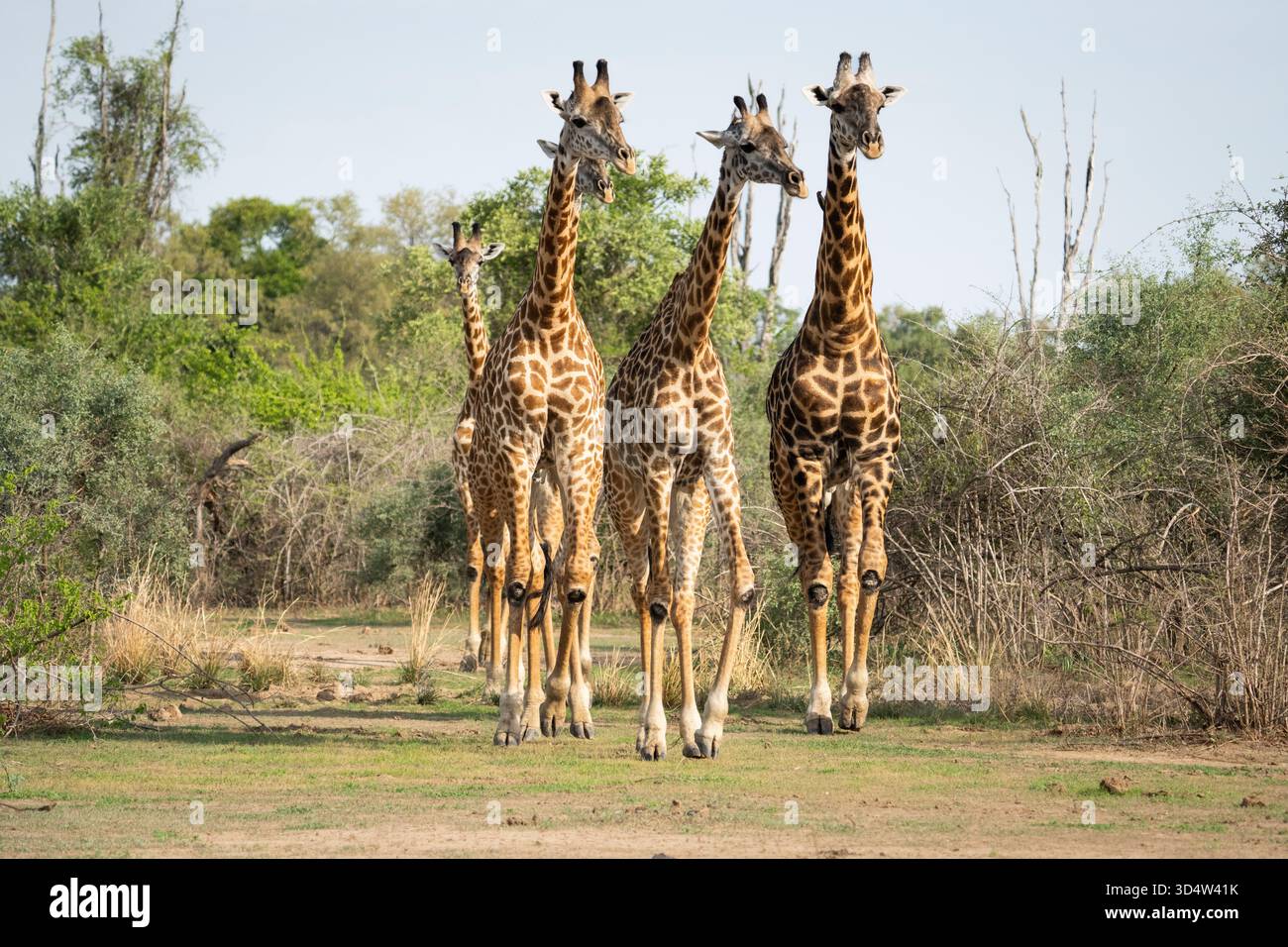 Quattro giraffe (Giraffa camelopardalis) che camminano verso la macchina fotografica. Escono dal Bush africano. South Lunagwa National Park, Zambia, Africa Foto Stock