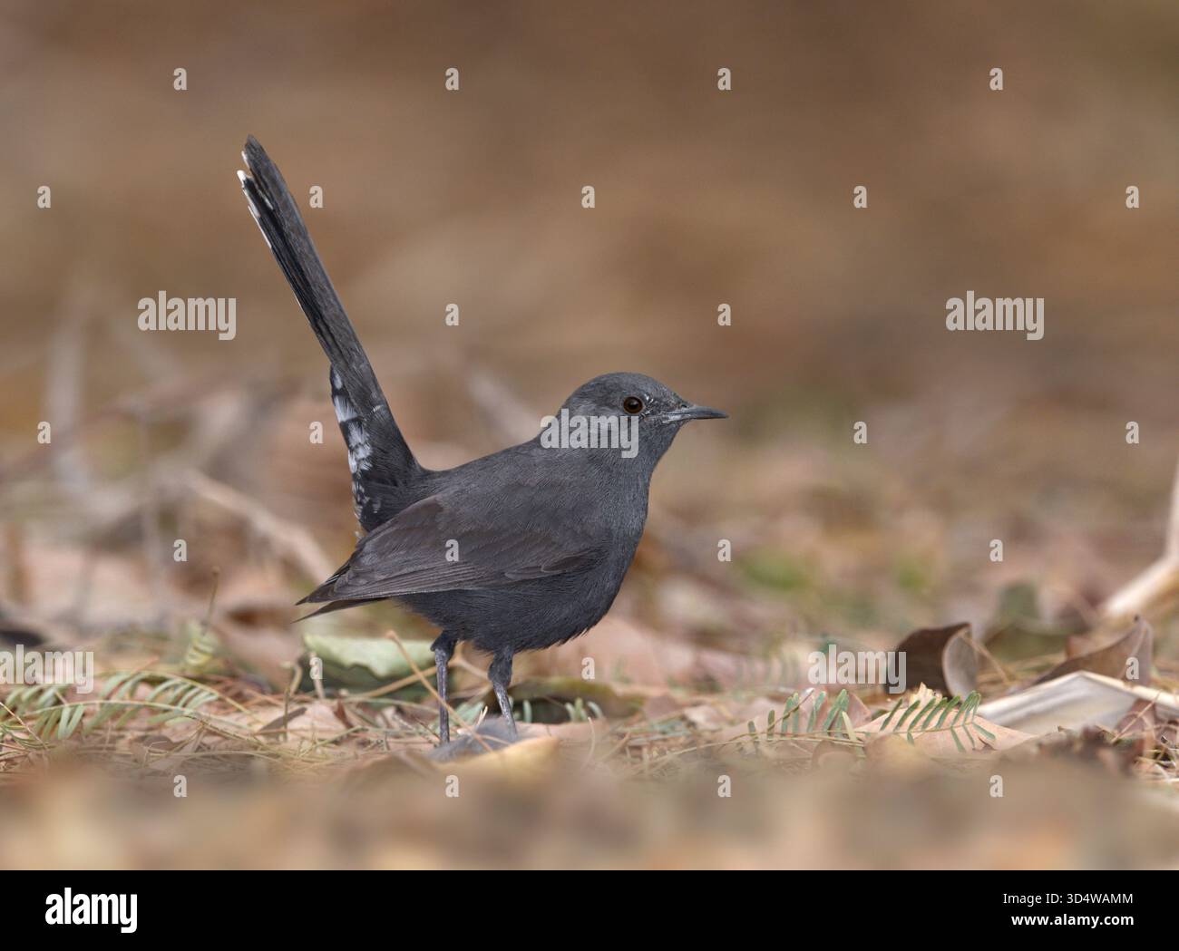 Black Scrub-robin - Cercotrichas podobe Foto Stock