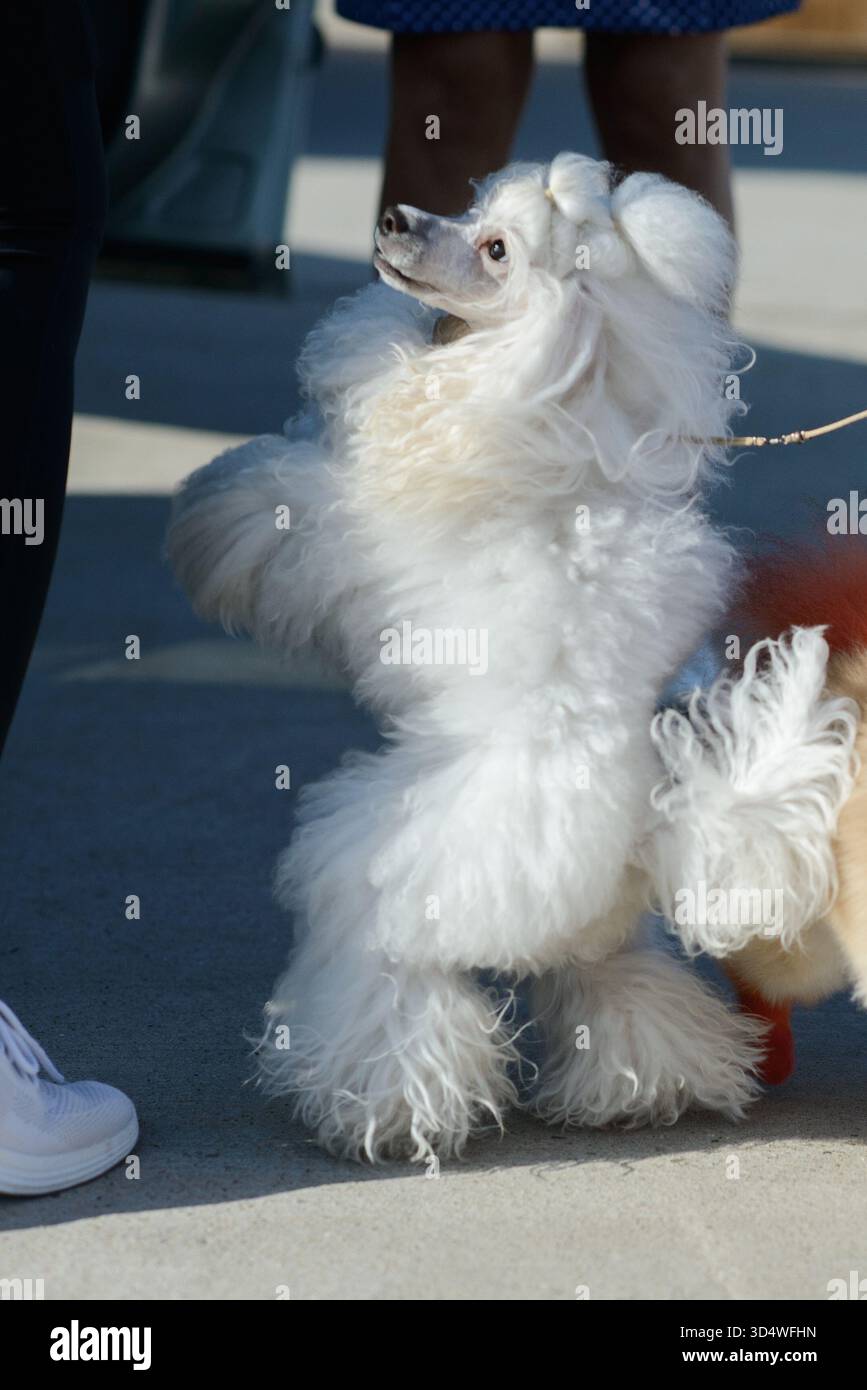 L'elegante barboncino bianco si erge in posizione verticale sulle gambe posteriori durante le passeggiate all'aperto, reagendo giocosamente al proprietario alla luce del sole. Foto Stock