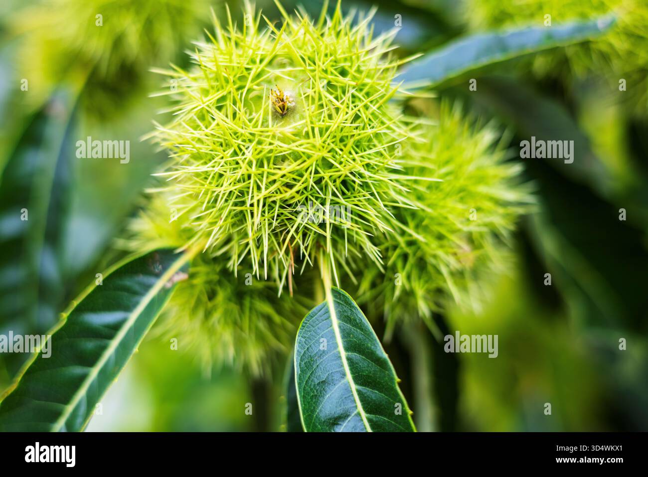 I frutti di castagno dolci, noti anche come castagne spagnole o castagne europee, anche Castanea sativa. Foto Stock