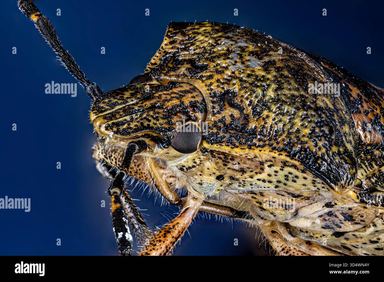 Ritratto di una cimice da giardino grigia (Rhaphigaster nebulosa) Foto Stock