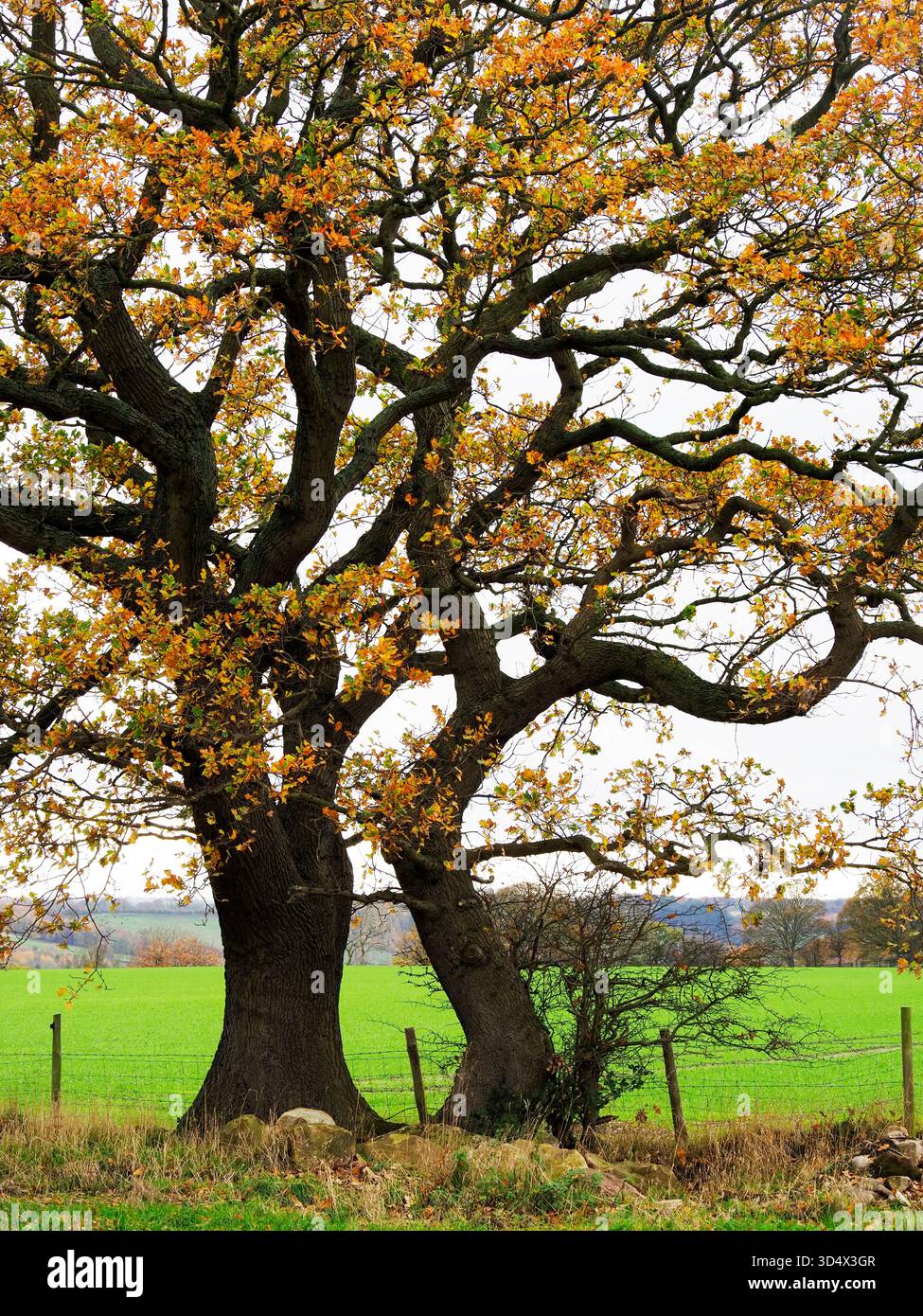 Querce in autunno vicino al villaggio di Netherby nel North Yorkshire in Inghilterra Foto Stock