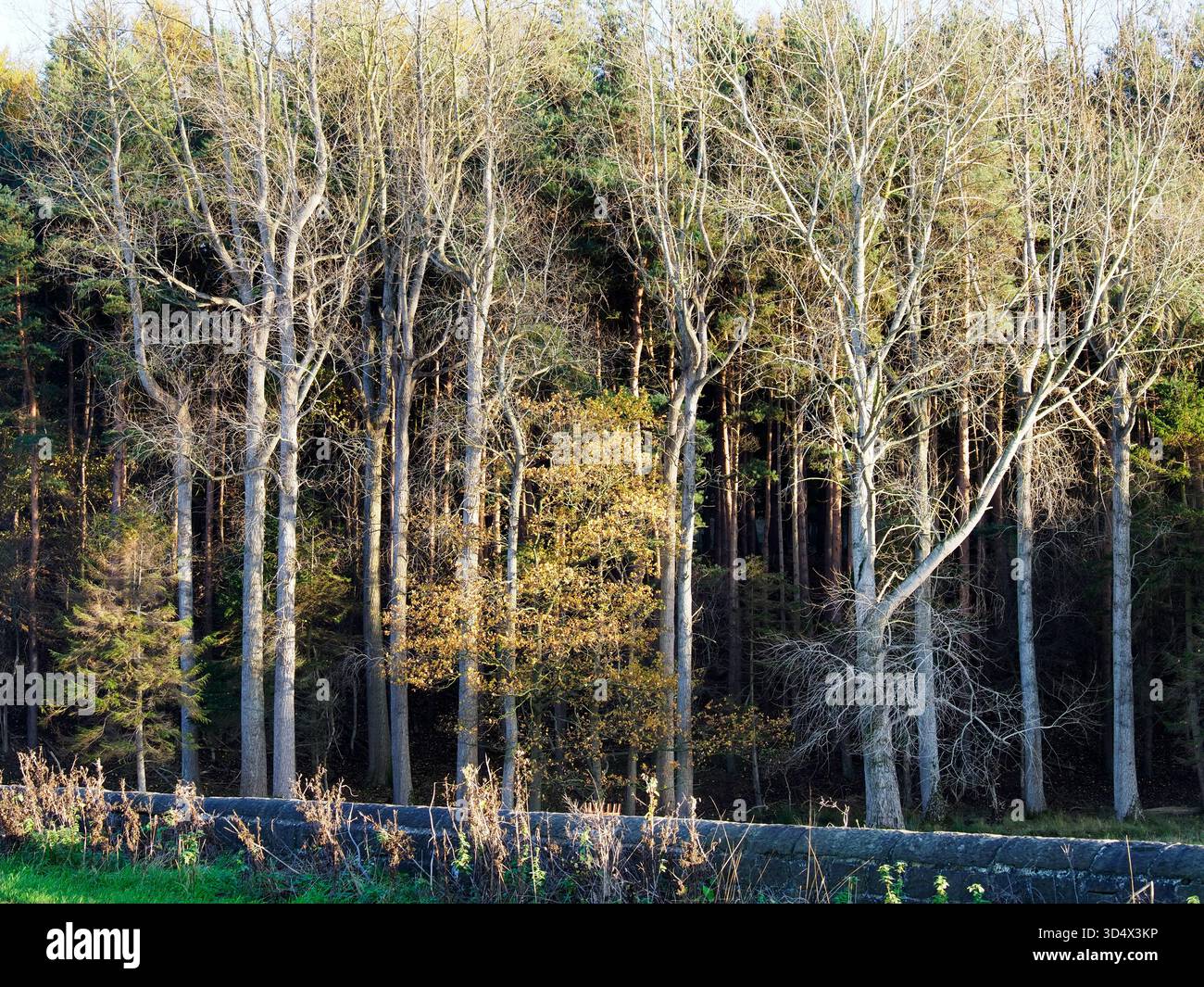 Alberi autunnali illuminati nella tenuta di Harewood Harewood, West Yorkshire, Inghilterra Foto Stock