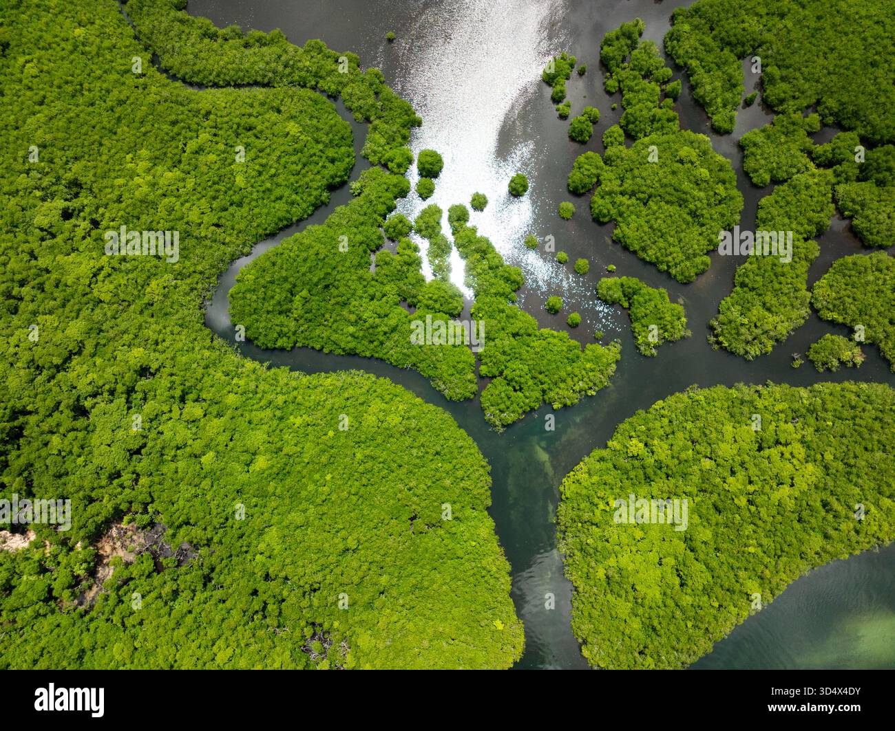 Foresta di mangrovie con un tortuoso canale fluviale circondato da vegetazione verde e acque calme. Siargao, Filippine. Foto Stock
