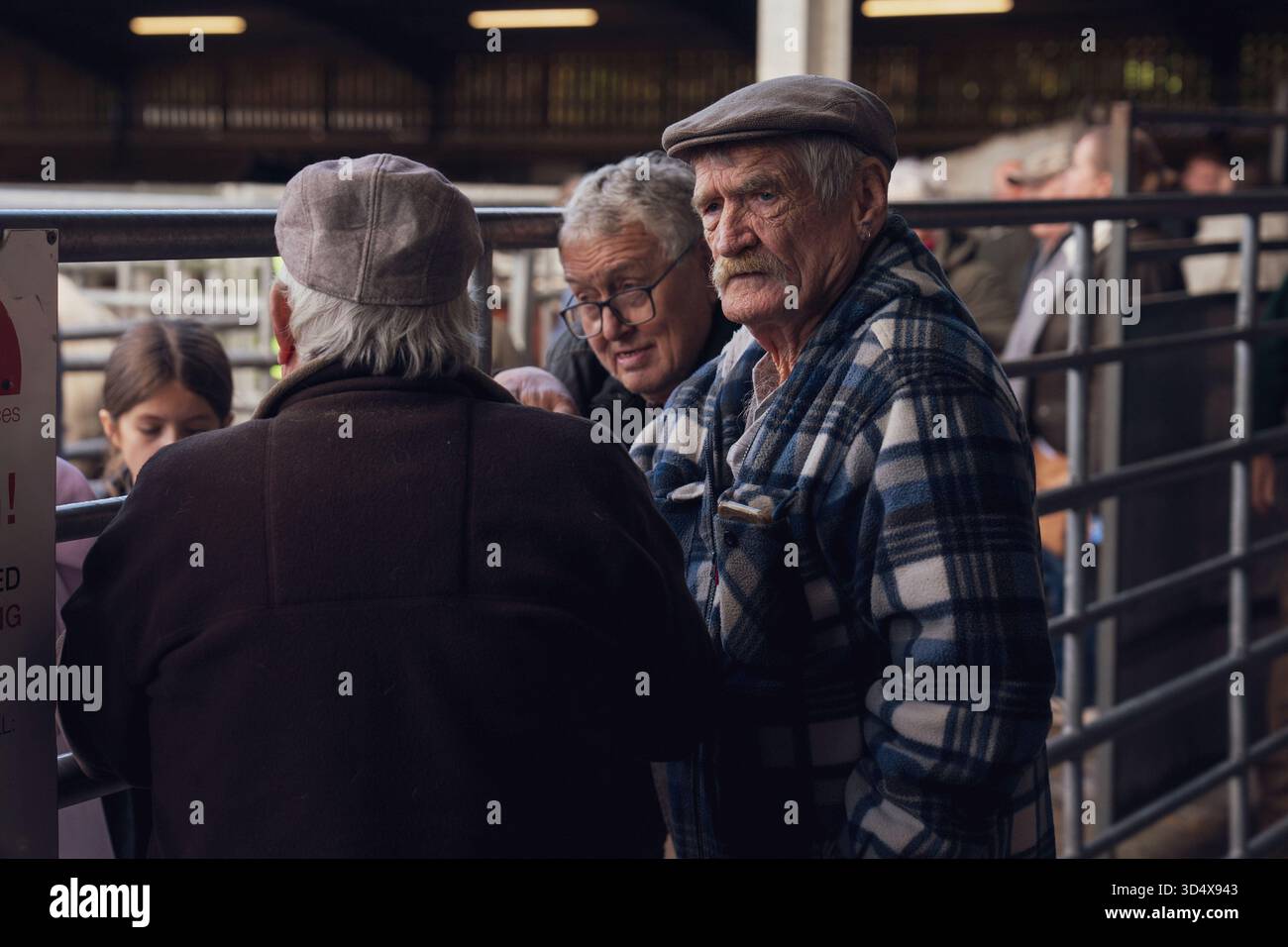 Cavalli e pony vengono venduti all'asta, Brecon Galles, Regno Unito Foto Stock