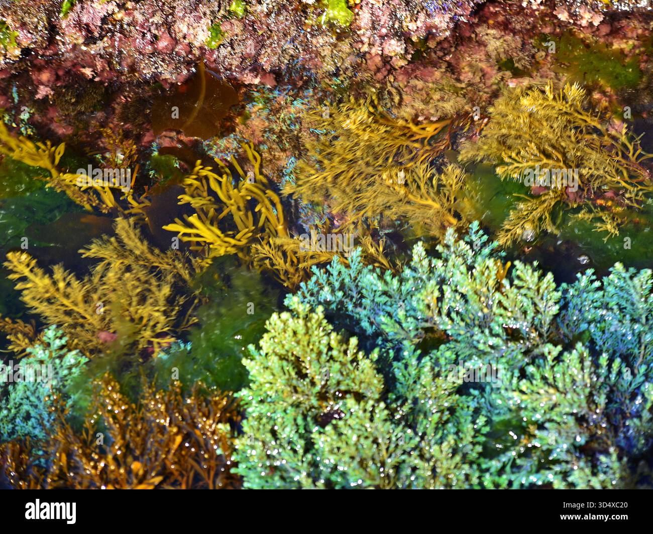 Flora marina di acque basse. Alghe di diverse specie in varie forme e colori. Diversità biologica ed ecosistemi marini ecologici. Foto Stock