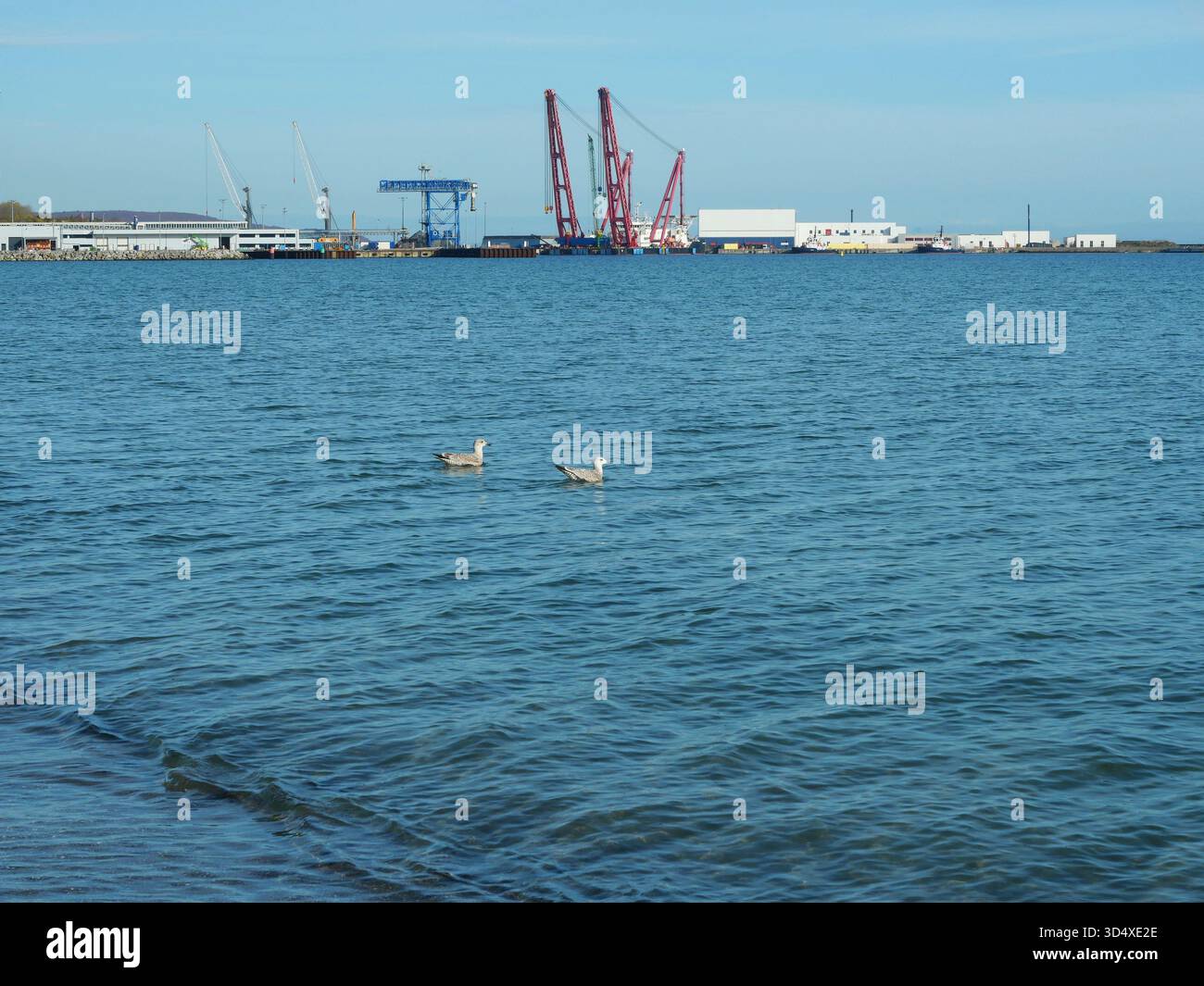 Due gabbiani in acque calme davanti a un cantiere navale con gru rosse. La natura incontra l'industria. Copyspace. Foto Stock