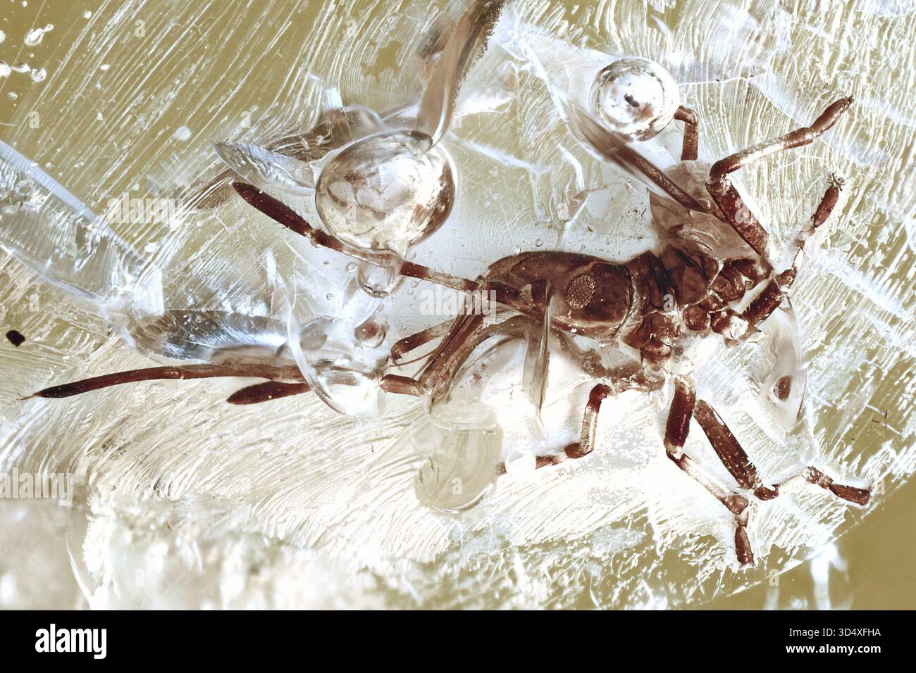 Vellidae, piccolo strider d'acqua, cimice, ninfa, ambra baltica dell'Eocene, inclusione dell'ambra baltica, insetto nell'ambra, fossile d'ambra, insetto fossile, inseto raro Foto Stock