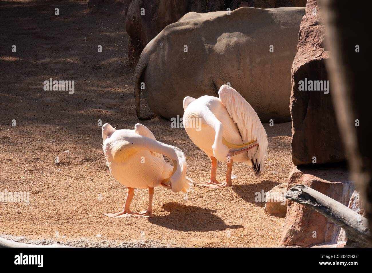 Due pellicani rosa prediligono le loro piume in primo piano, mentre un rinoceronte africano è visibile da dietro. Piccole mosche sono vicino al rinoceronte. Foto Stock