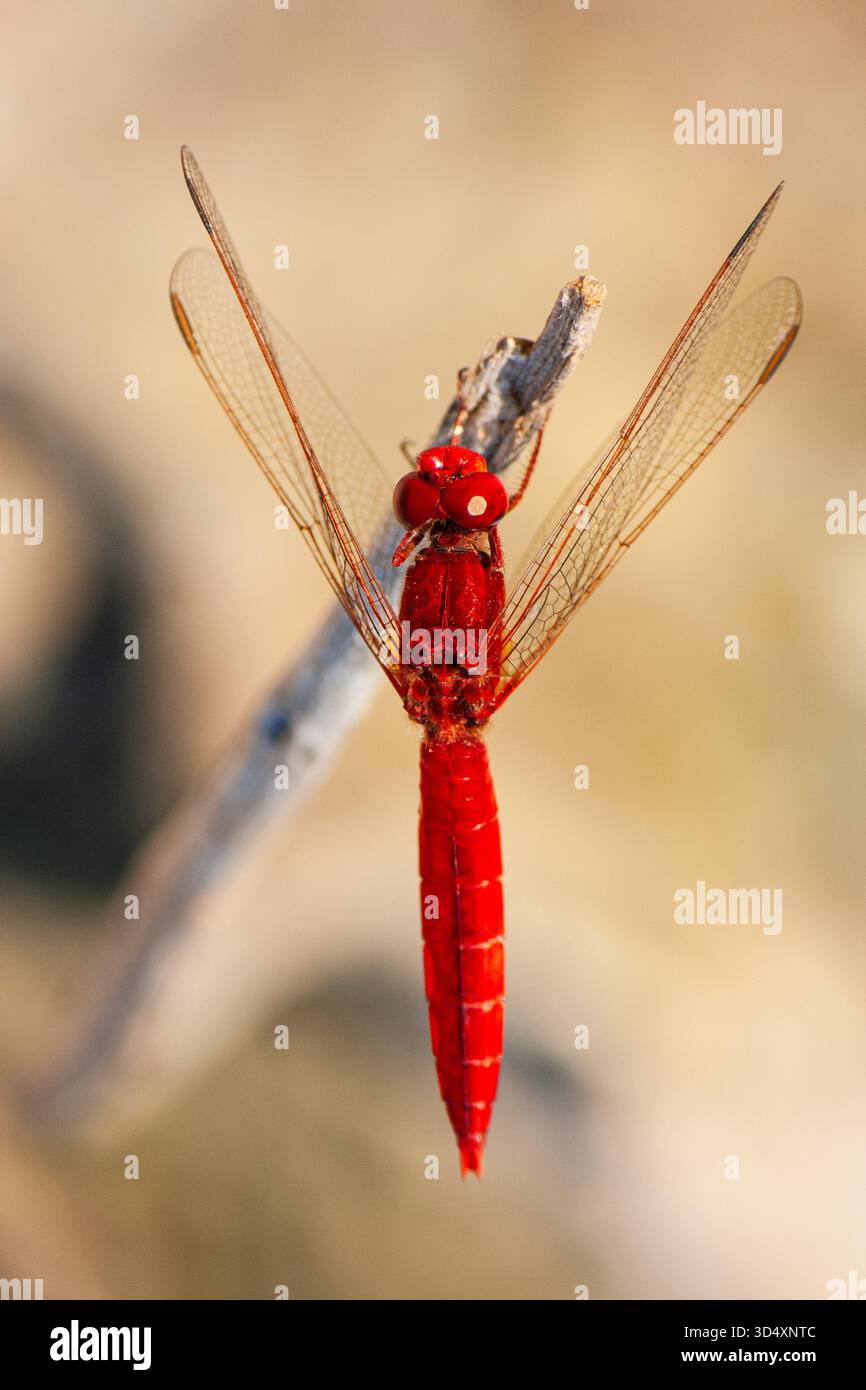 Scarlet darter, Crocothemis erythraea, uomo adulto fotografato a Cipro. Raro vagabondo nel Regno Unito. Foto Stock