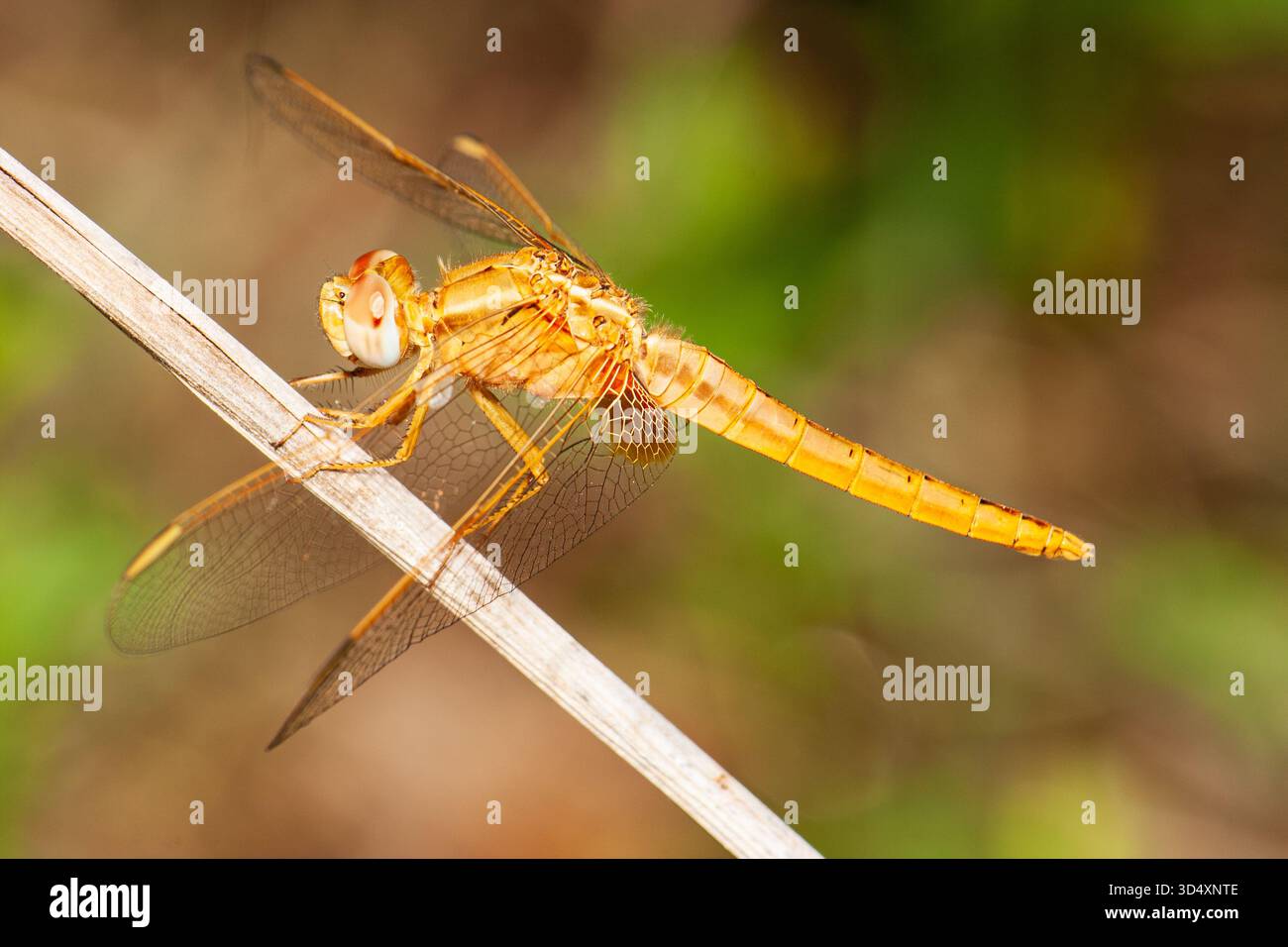 Scarlet darter, Crocothemis erythraea, donna adulta fotografata a Cipro. Raro vagabondo nel Regno Unito. Foto Stock