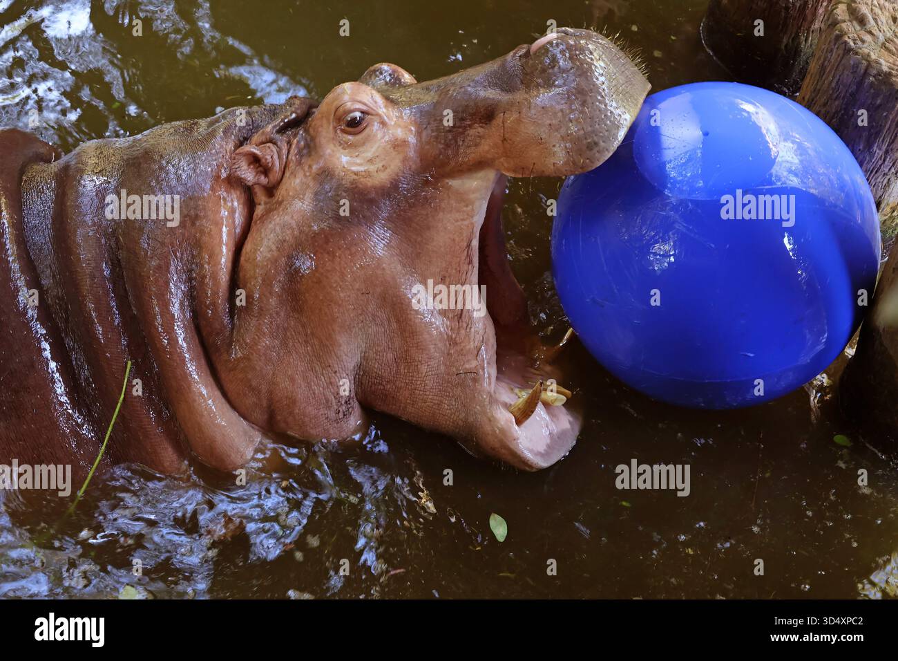 Un adulto di 8 anni, l'ippopotamo comune che gioca con una grande palla in vinile Foto Stock