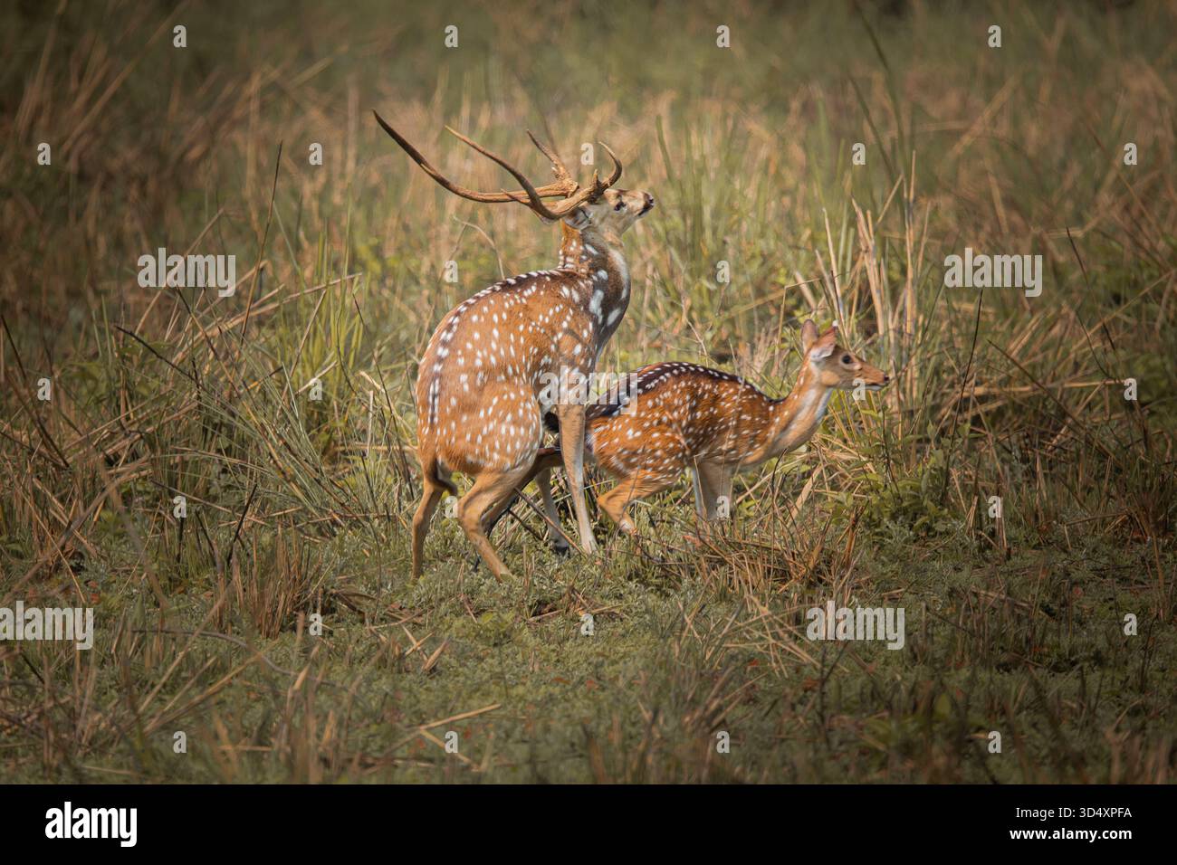 Rituale di accoppiamento dei cervi maculati al Parco Nazionale di Chitwan Foto Stock